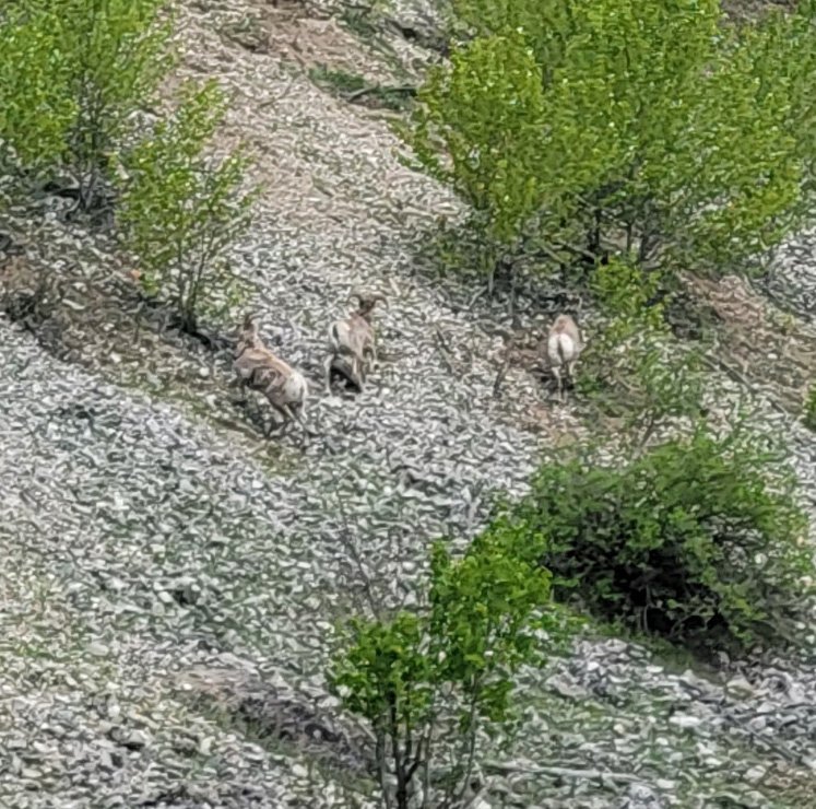 Some bighorn sheep scampering from the road.