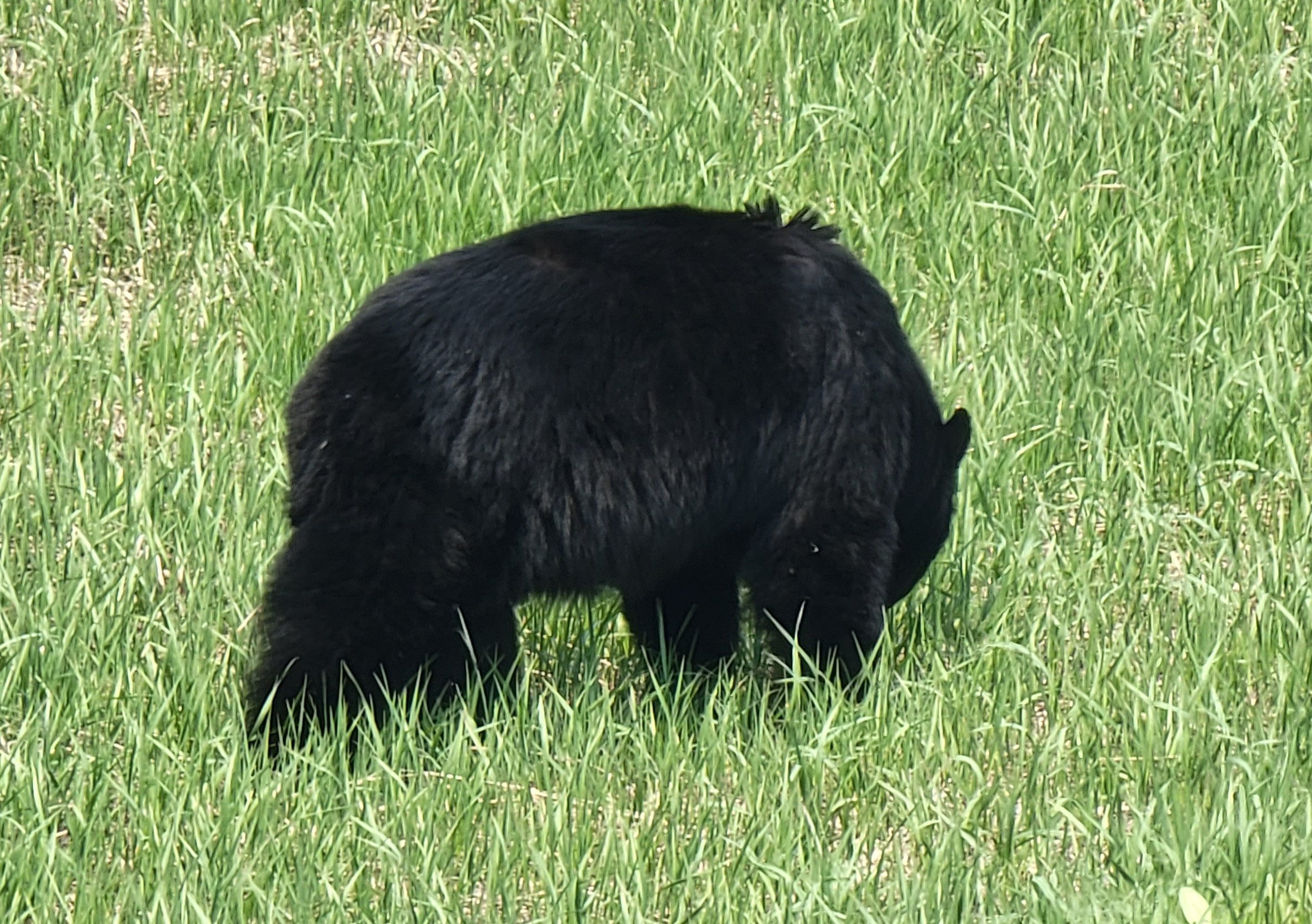Saw another chill bear just eating some grass. I really want to pet them, they look so fluffy.