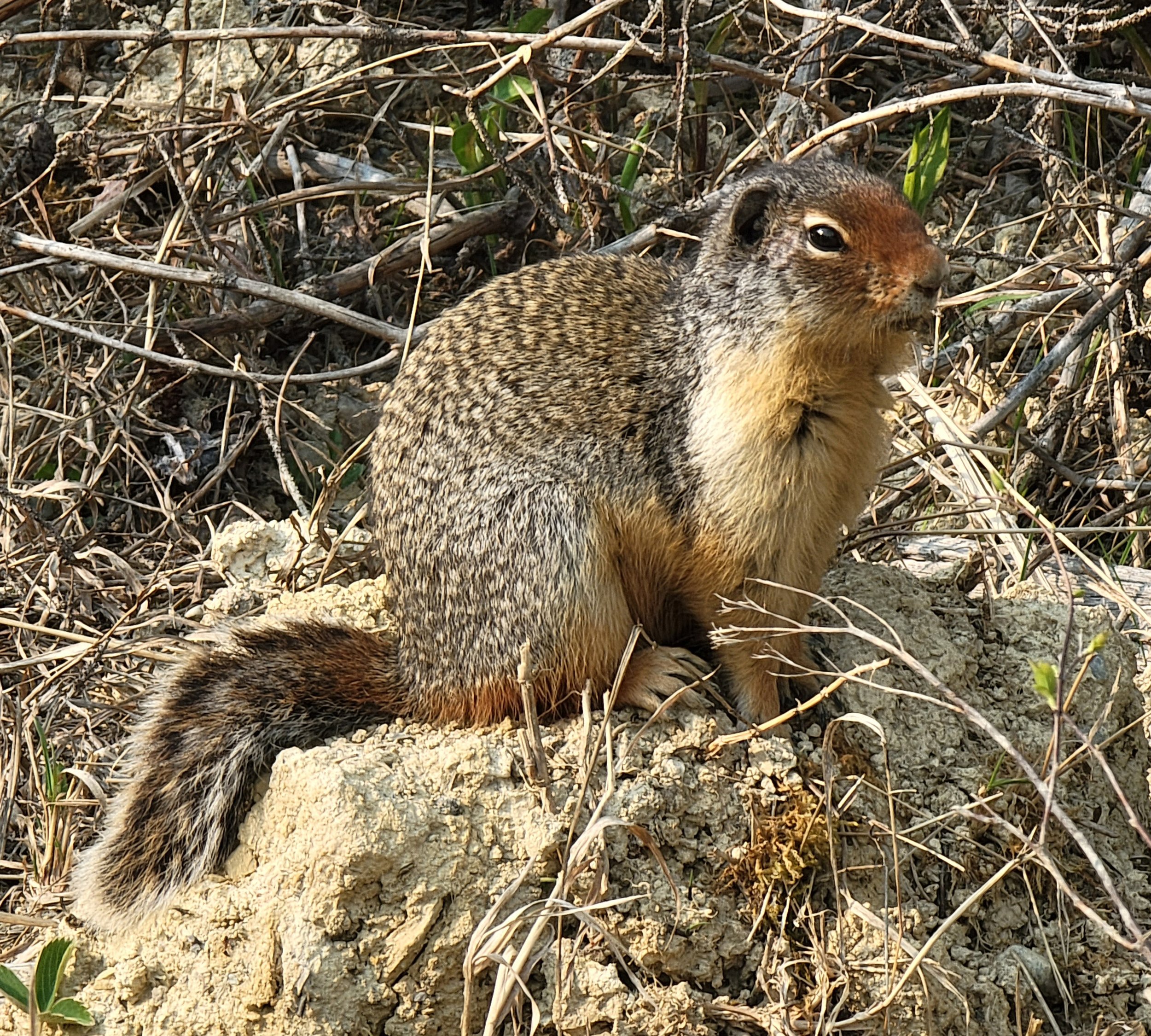 My phone app tells me this is a Columbian Ground Squirrel. I've named him Peanuts.