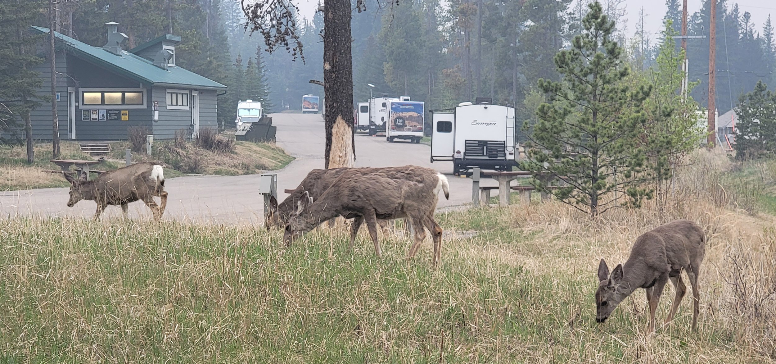 Tons of animals around the campgrounds, so that's pretty cool.