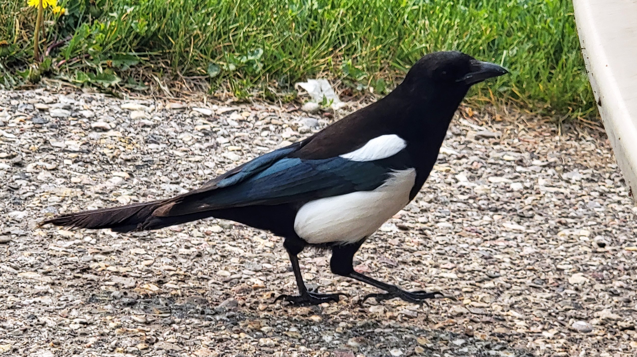 Lots of Magpies in the midwest. They're a very cool pigeon replacement.