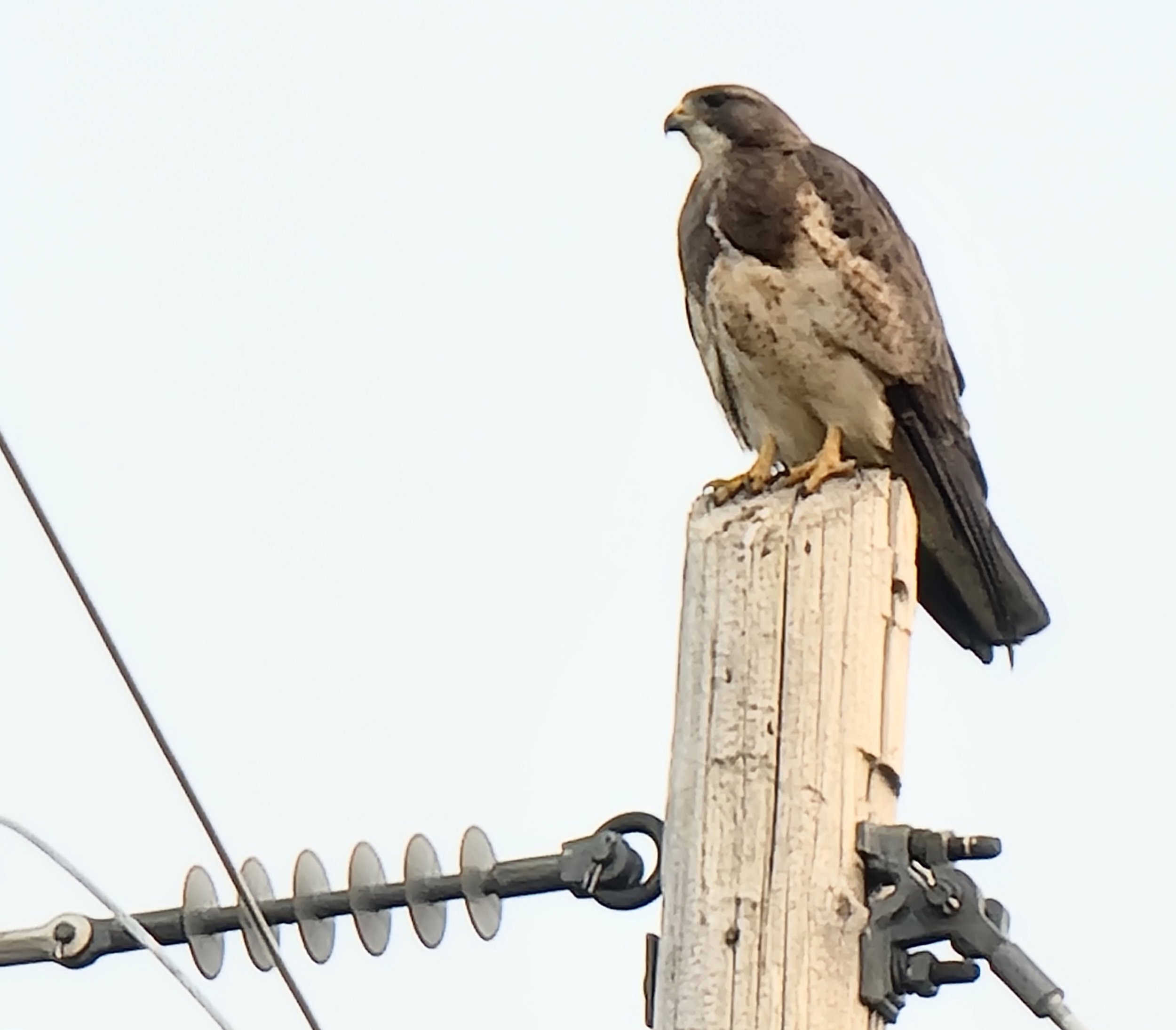 There's a Red Tail Hawk on every 5th telephone poll in the prairies, they're absolutely everywhere.