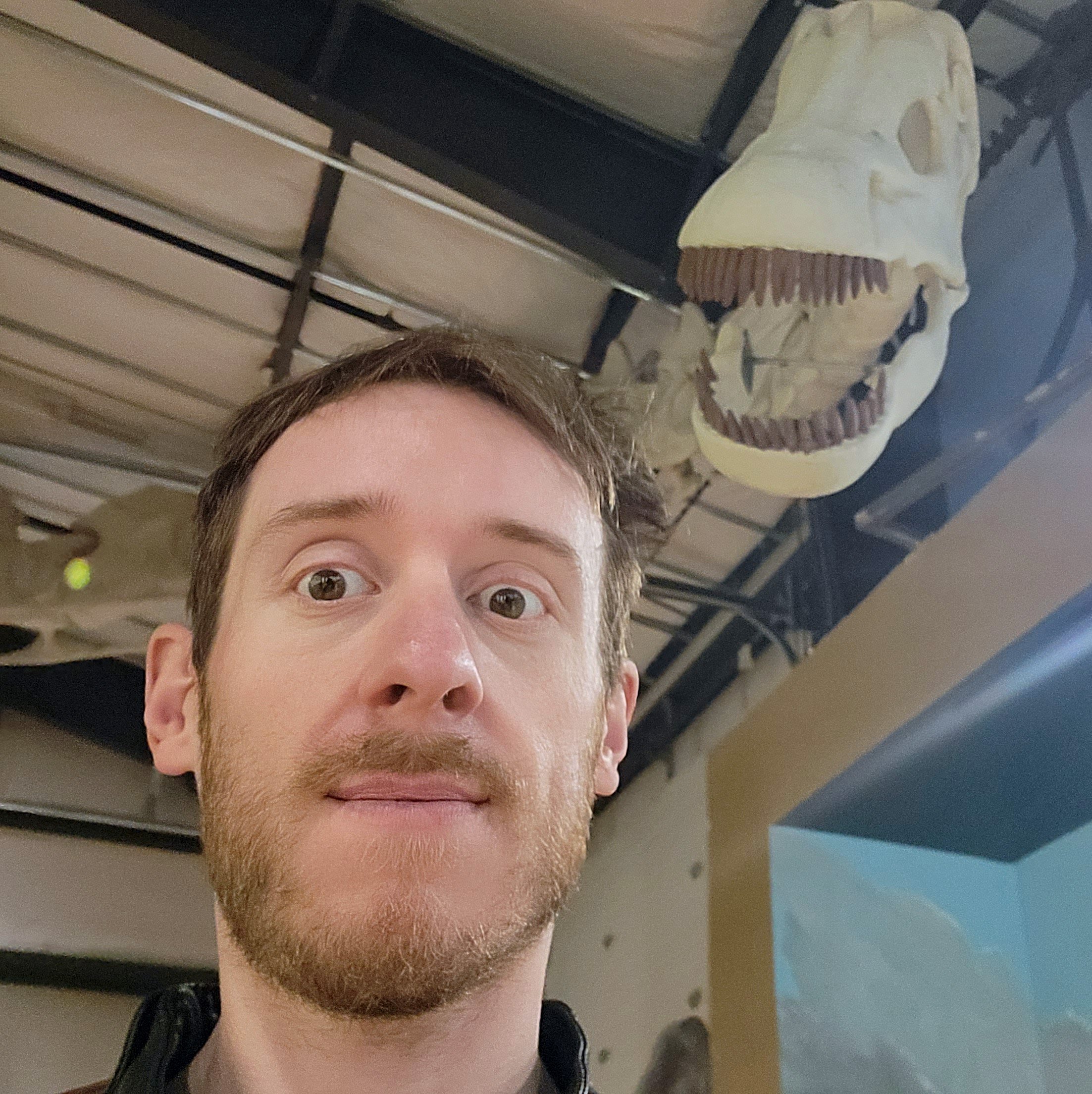 The head of this giant Seismosaur skeleton greets you when you walk inside.