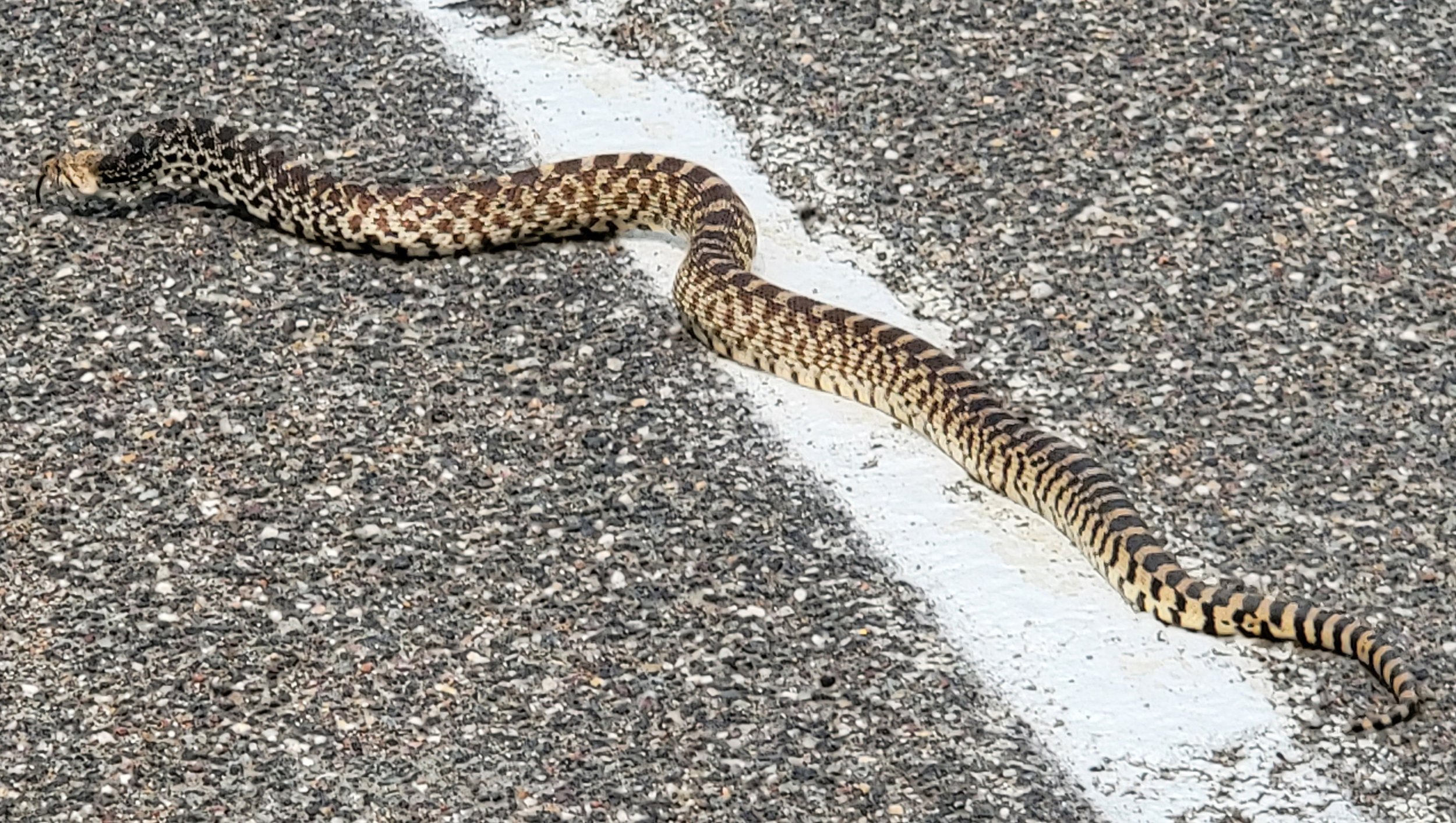 Passed right by this gopher snake while biking on the highway. He lunged at my foot.