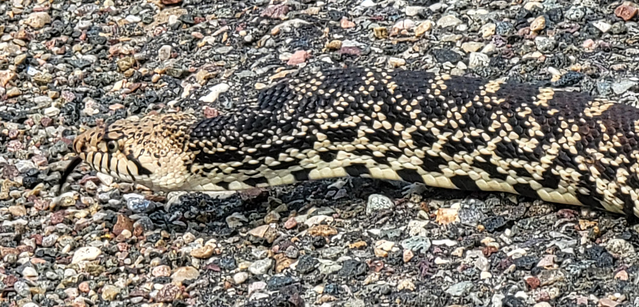 Look at him making a face at me. Yes I knew it wasn't a rattlesnake before offering my tender juicy foot to him.