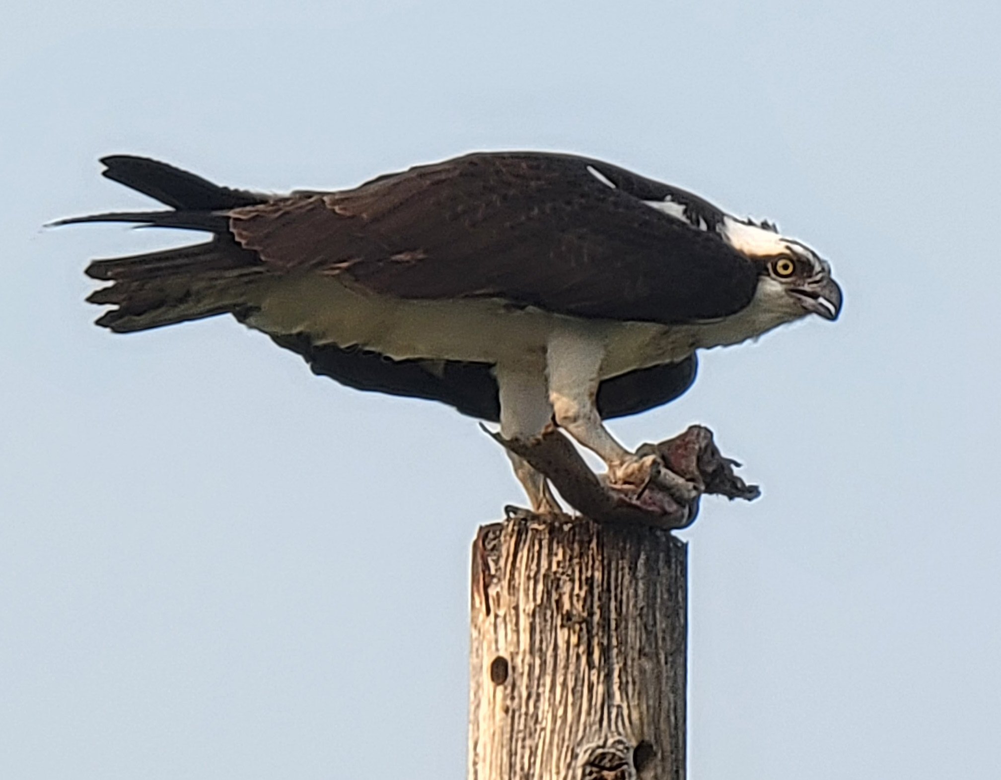 Osprey really hate it when you stop and gawk at them. He was gone in 10 seconds but still got this pic. Yeah screech at me some more you dumb bird, it's too late.
