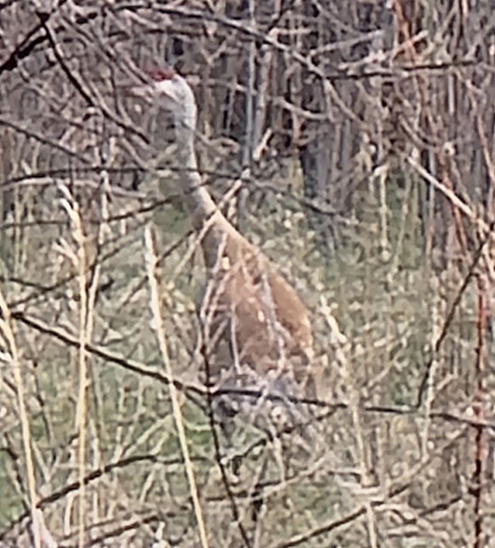 Spotted this sandhill crane hiding in the bush. This is a premium good bird. 7.5/10 goodness.