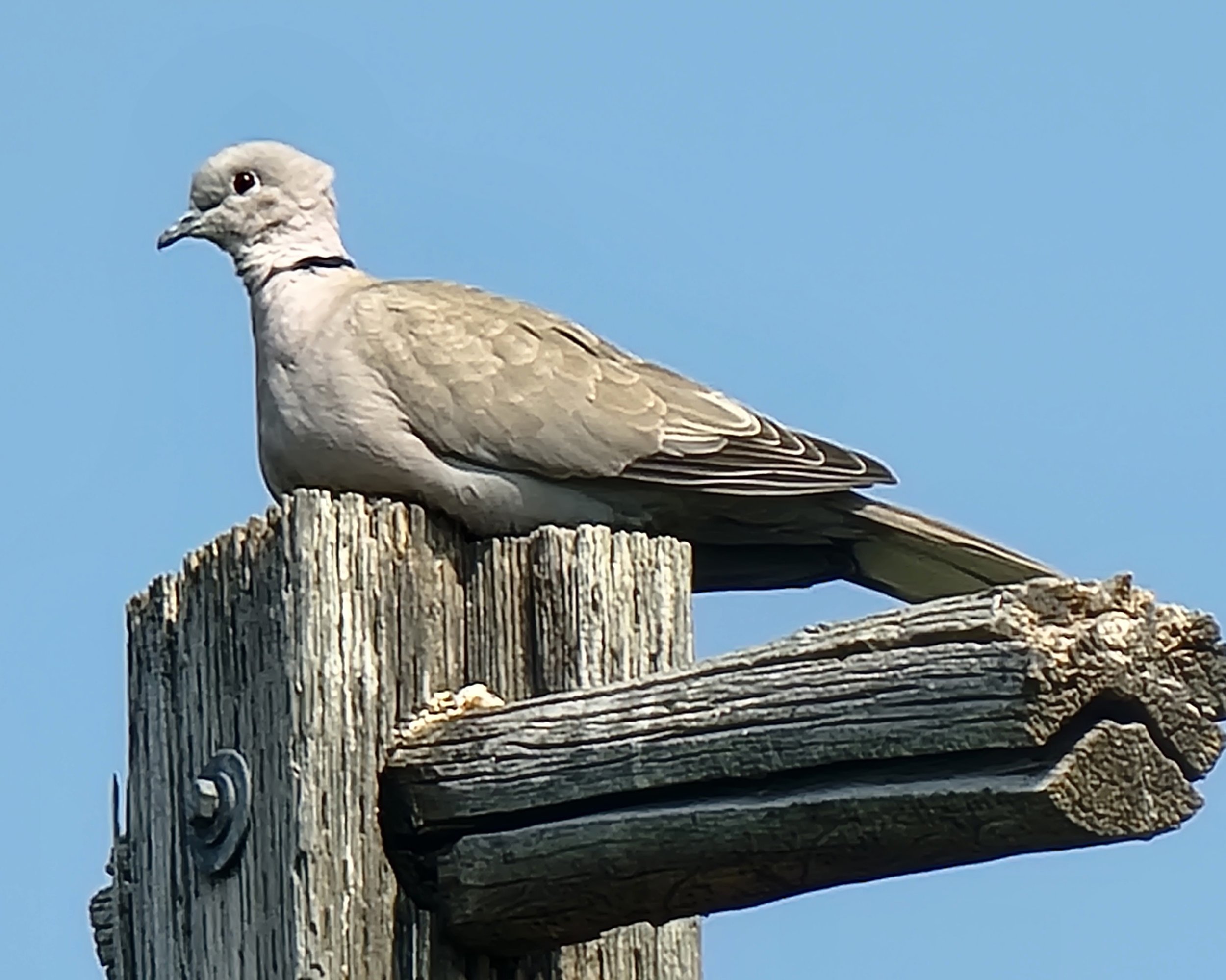 Eurasian Collared-Dove. This is a chonky boi right here, I thought it was a hawk from a distance.