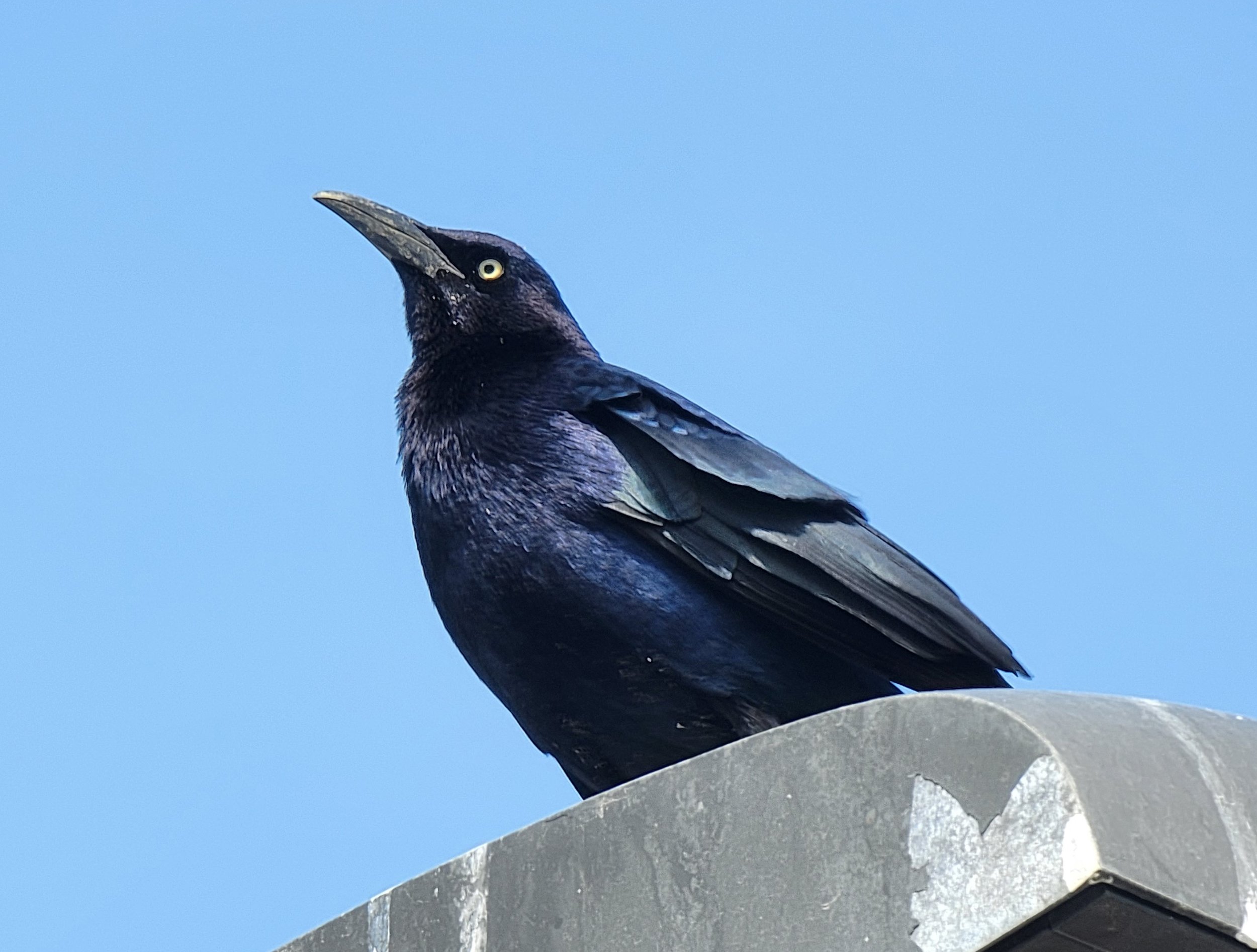 A Great-Tailed Grackle watching me from a lamp post. Some birds are smart enough to know humans can't fly so they don't panic when they see you walking 20 feet below. 
