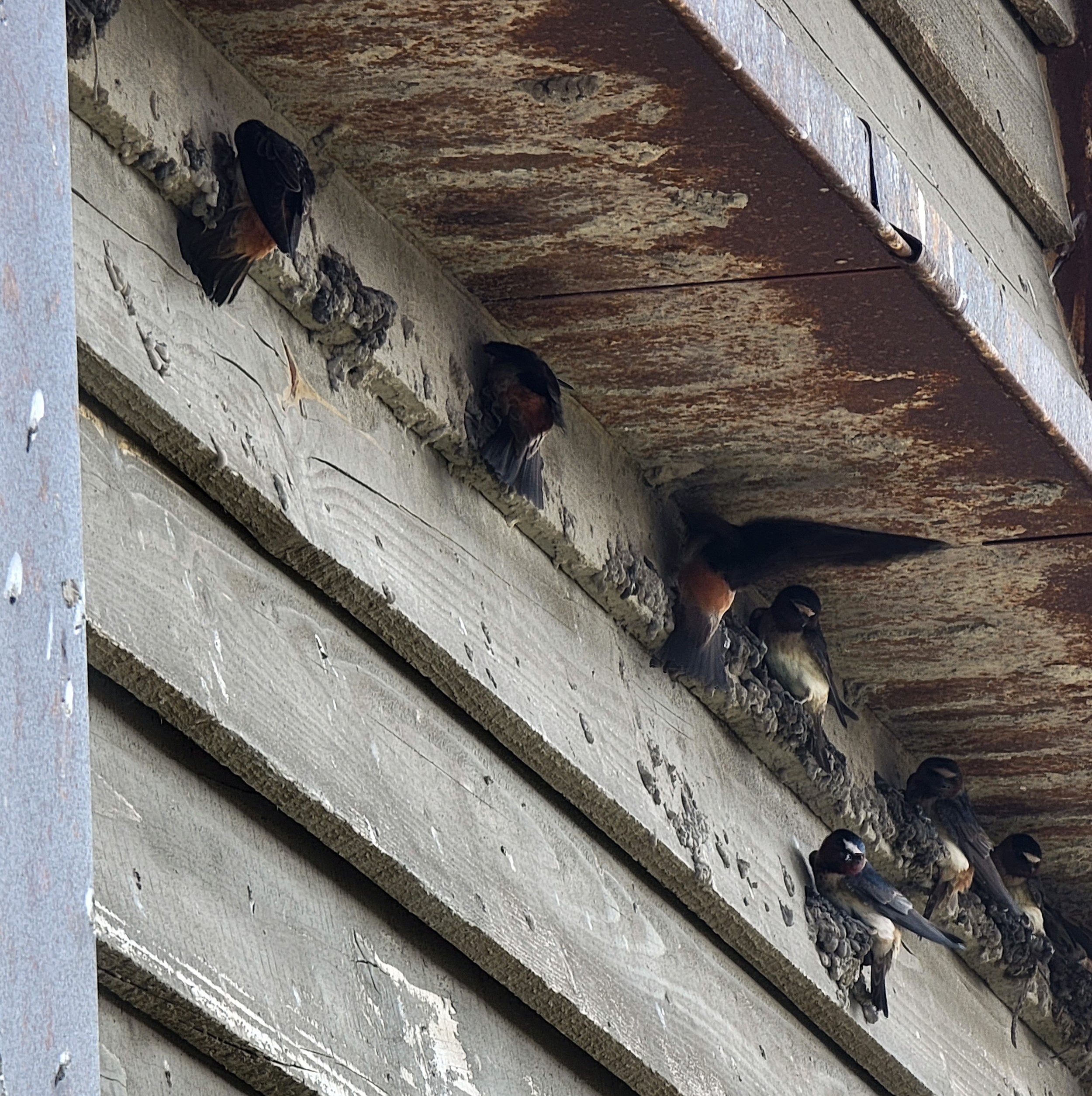 There was just a huge Cliff Swallow colony nesting on the visitor center building, covering it with crap.