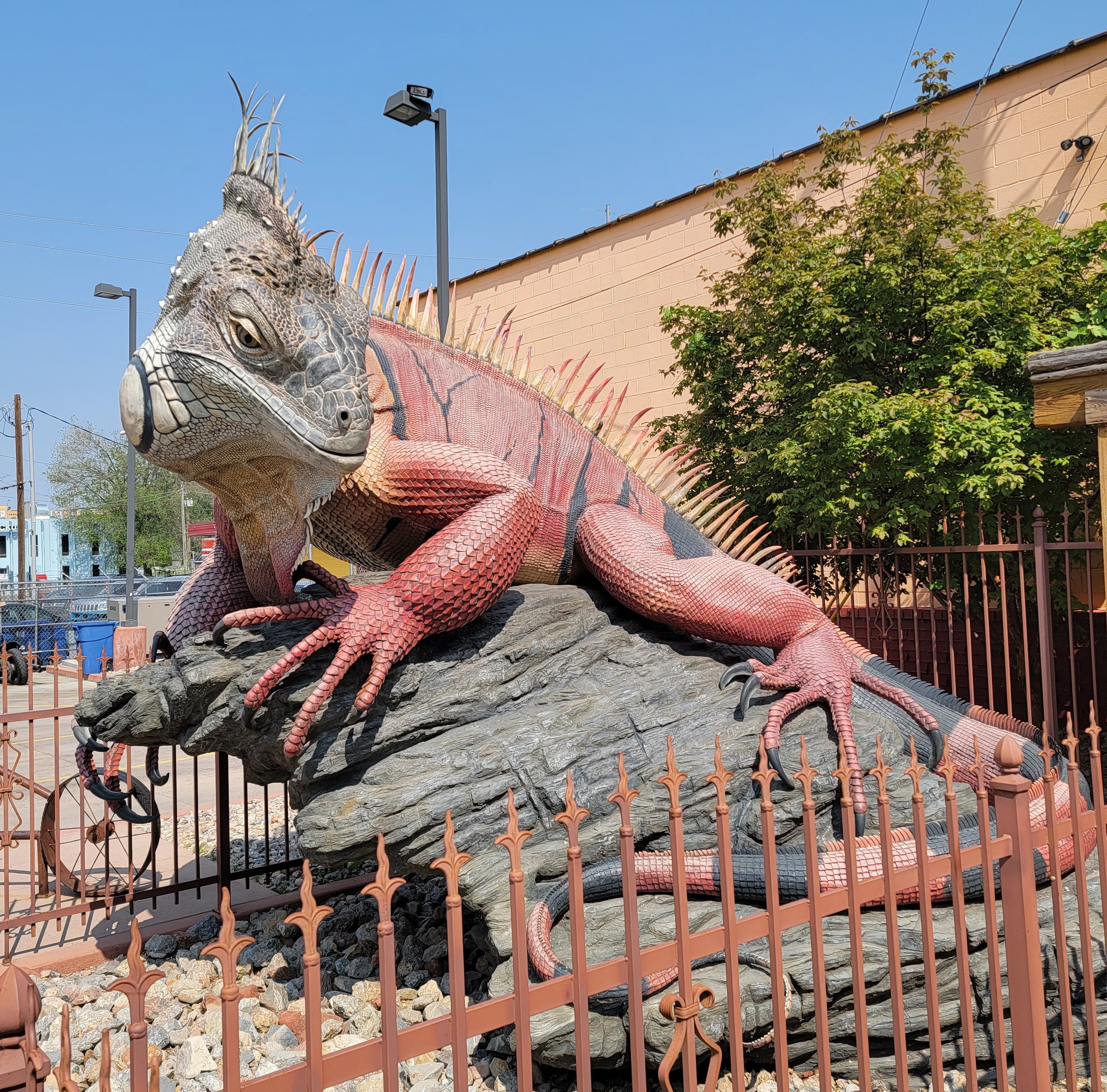  Sweet lifelike giant Iguana at the Red Iguana Mexican restaurant parking lot.  