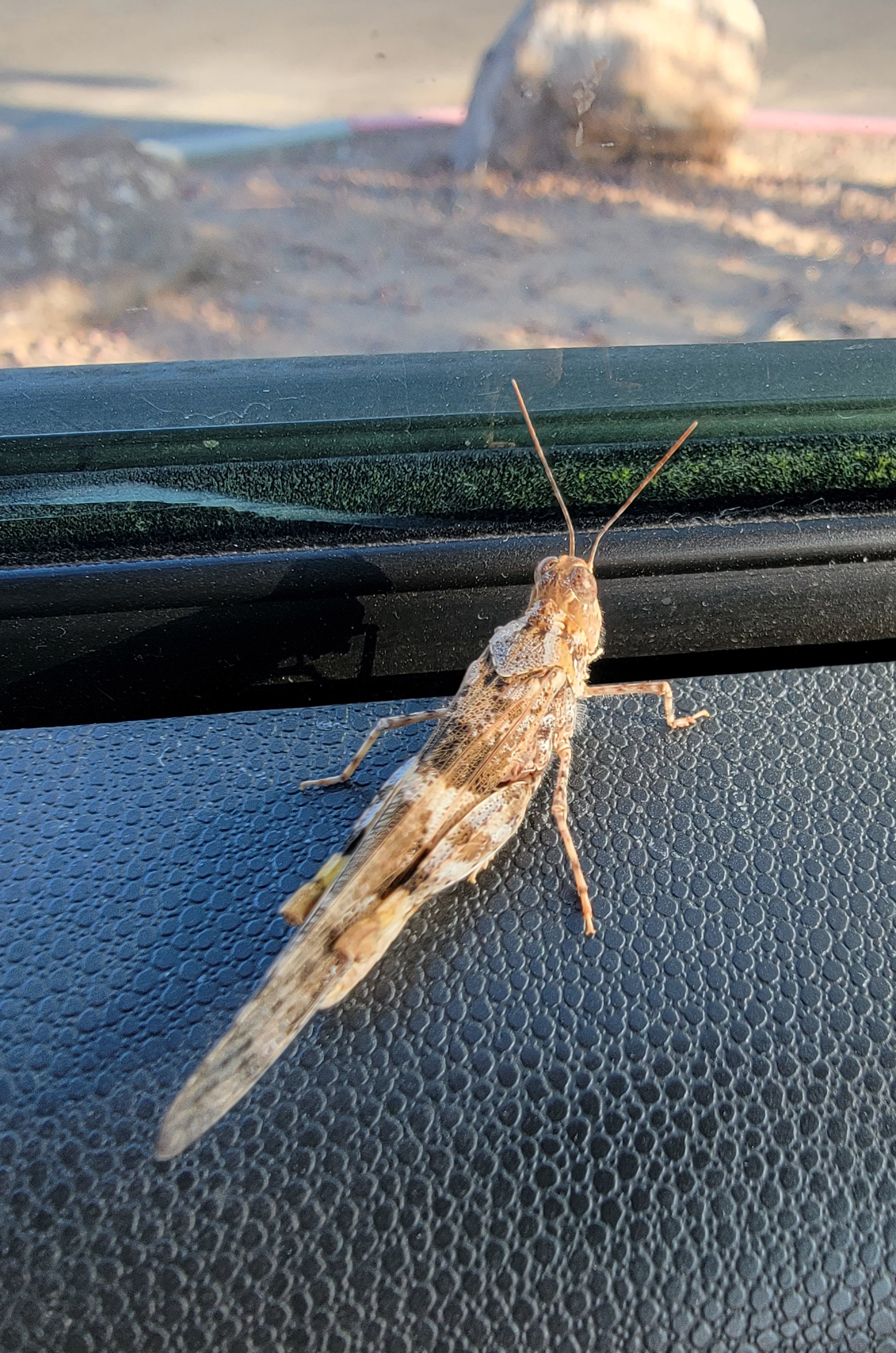 Woke up to a few of these little guys having made their way in the car. Had to leave windows open all night to even have a chance at sleeping...
