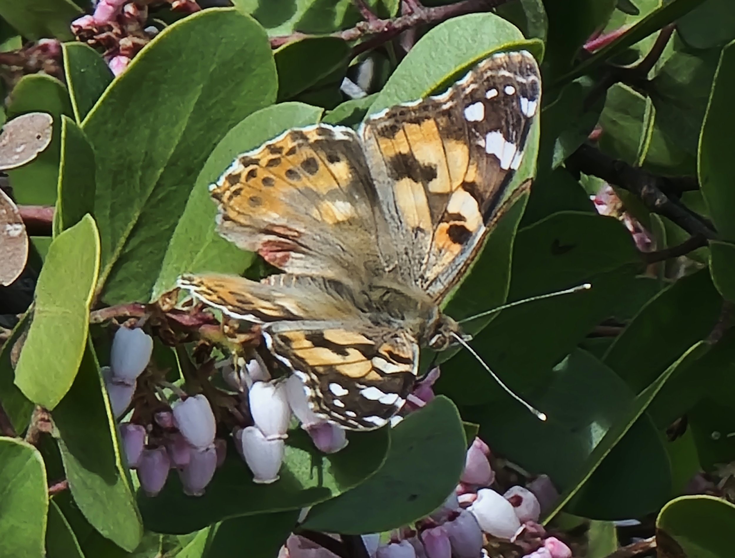 Some painted ladies fluttering around the flowers at the top. 