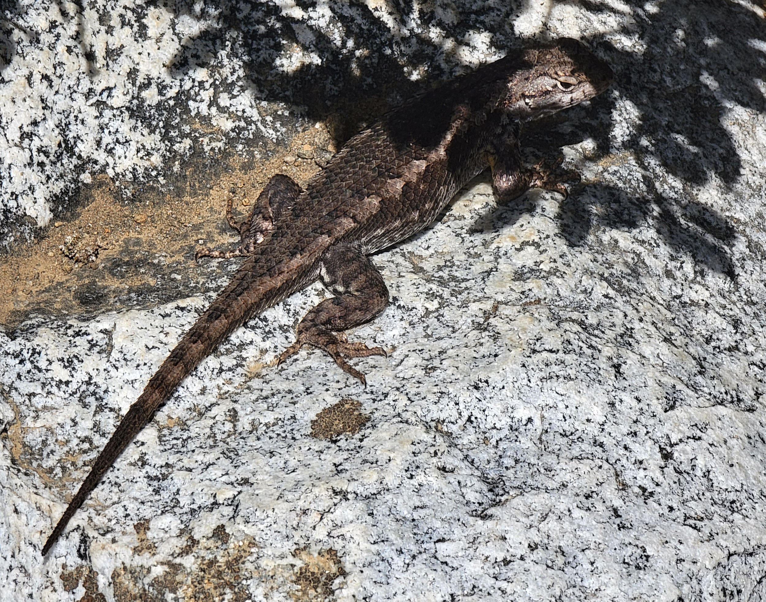 This thing is a "Plated Fence Lizard" apparently. These tiny guys are running all over the place in the region.