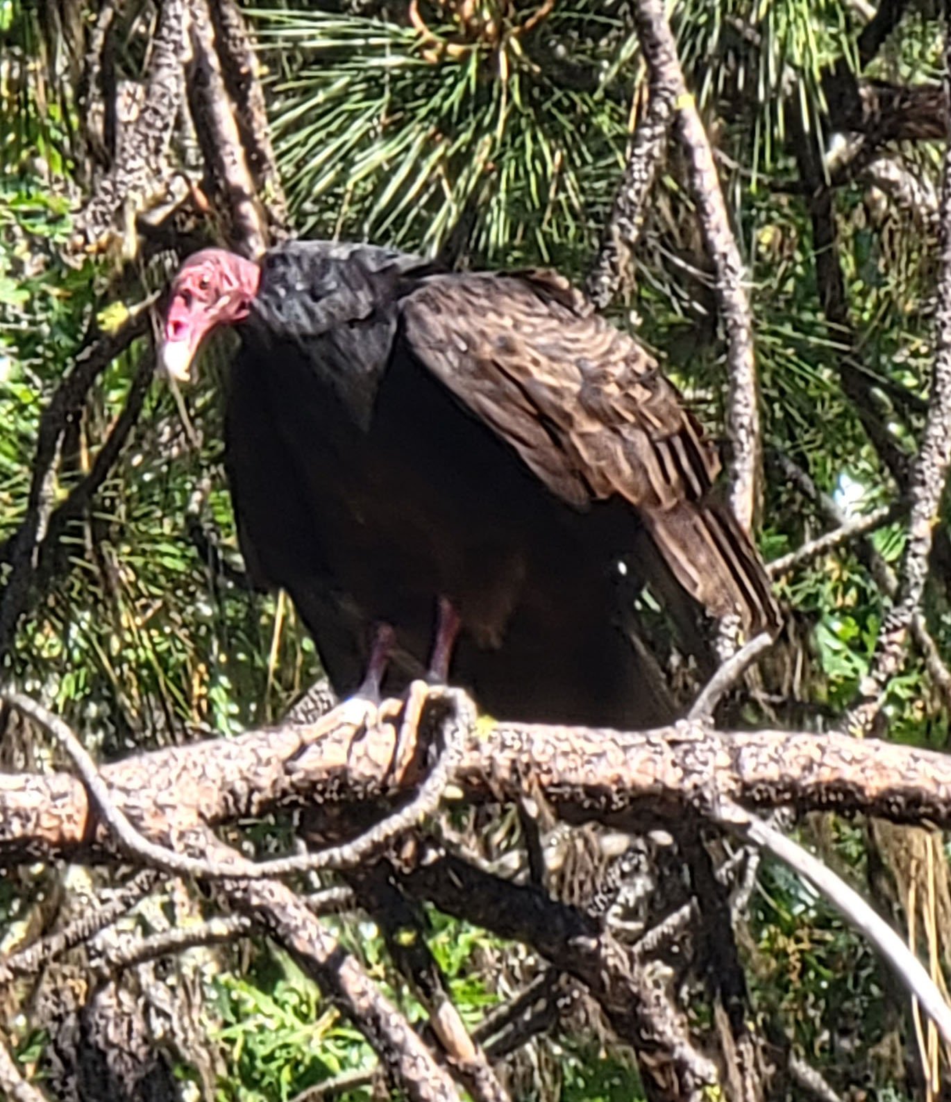 Going slow means I stop and take pictures of wildlife. Check out this Turkey Vulture perched in a tree! Pretty rare to get close to these birds.