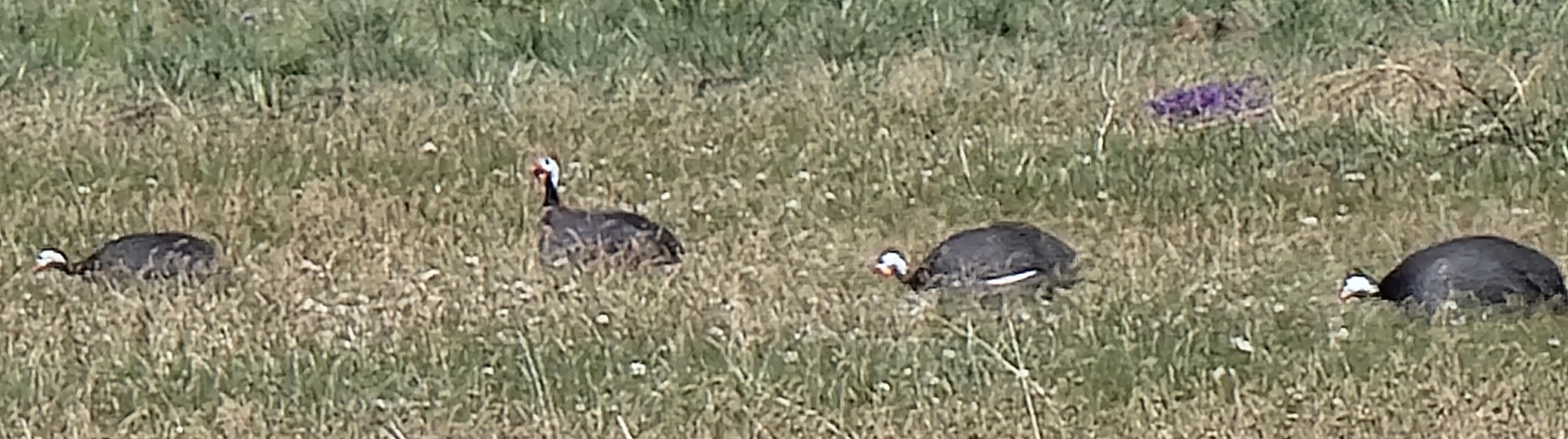 Back at the bottom I saw a group of these things. They're apparently called Helmeted Guineafowl, a farmed bird around here. Looks like a turkey crossed with a quail, it's hilarious.