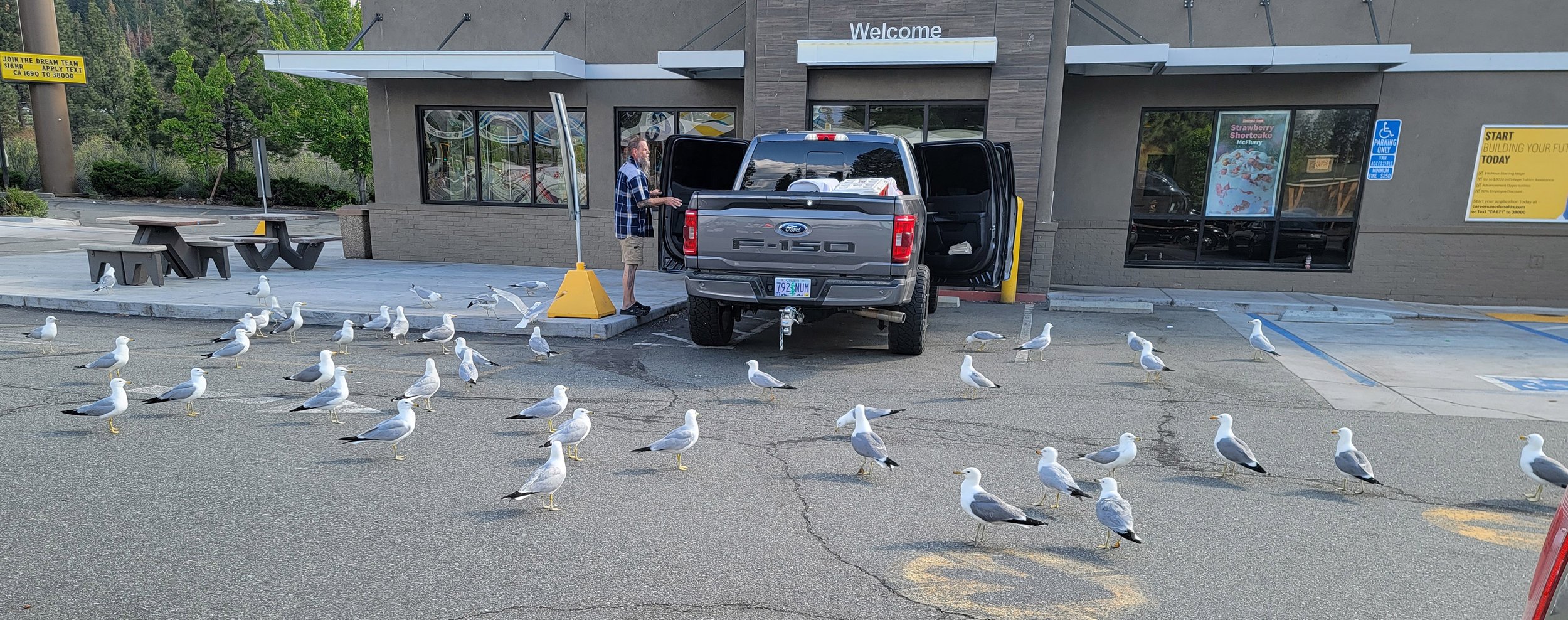 Some loud redneck and his brood were happily feeding the gull swarm. Hope they find your truck and cover it with turds.