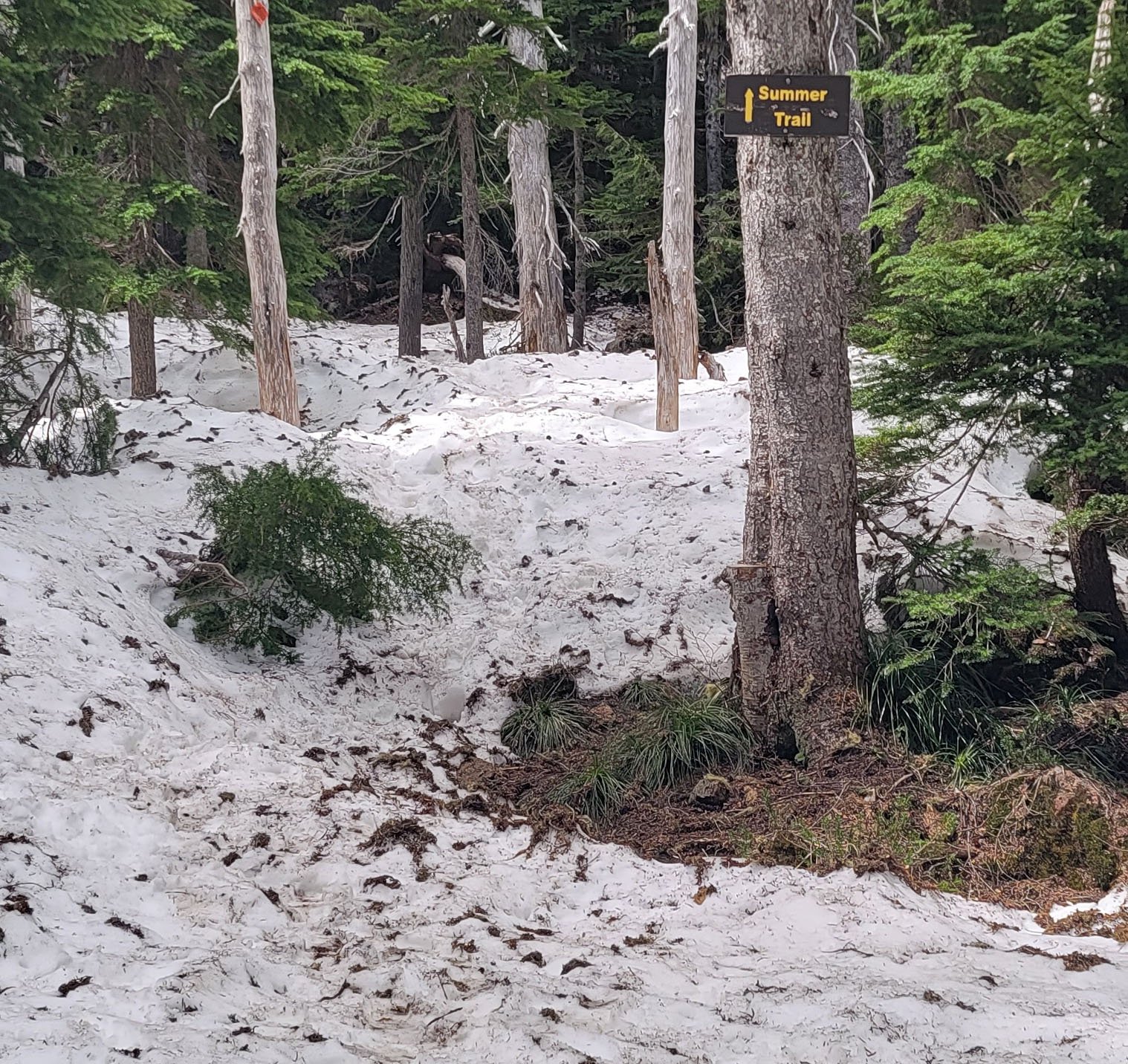  I just wandered around until I stumbled onto the Mt Eleanor trail. So I tried to make it to the top of that one instead. Sadly the last mile of the trail was snow.  Btw if this is the “summer trail” mid-June, what’s the winter trail like? 