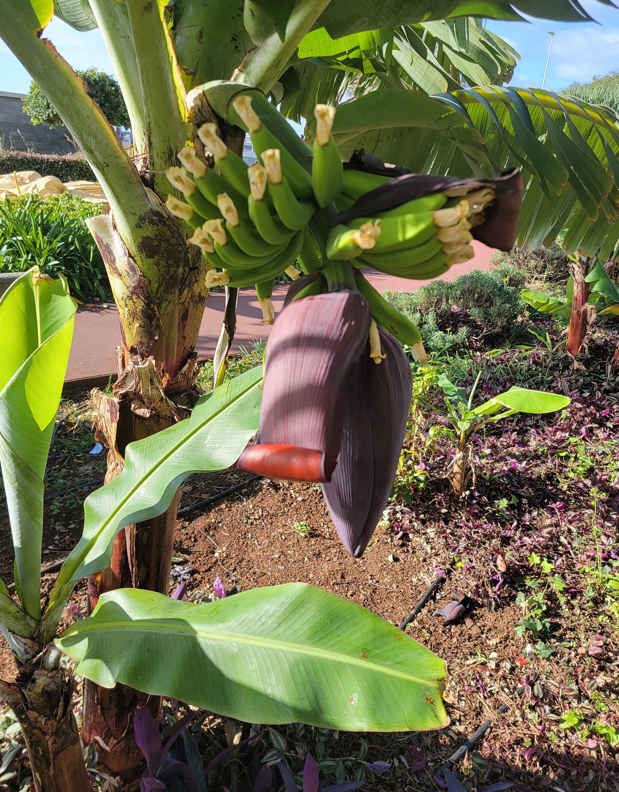 A banana tree! Cool. Madeira even has a Banana museum. I'd come to learn that Banana plantation are a big part of agriculture in the Canarys and Madeira.