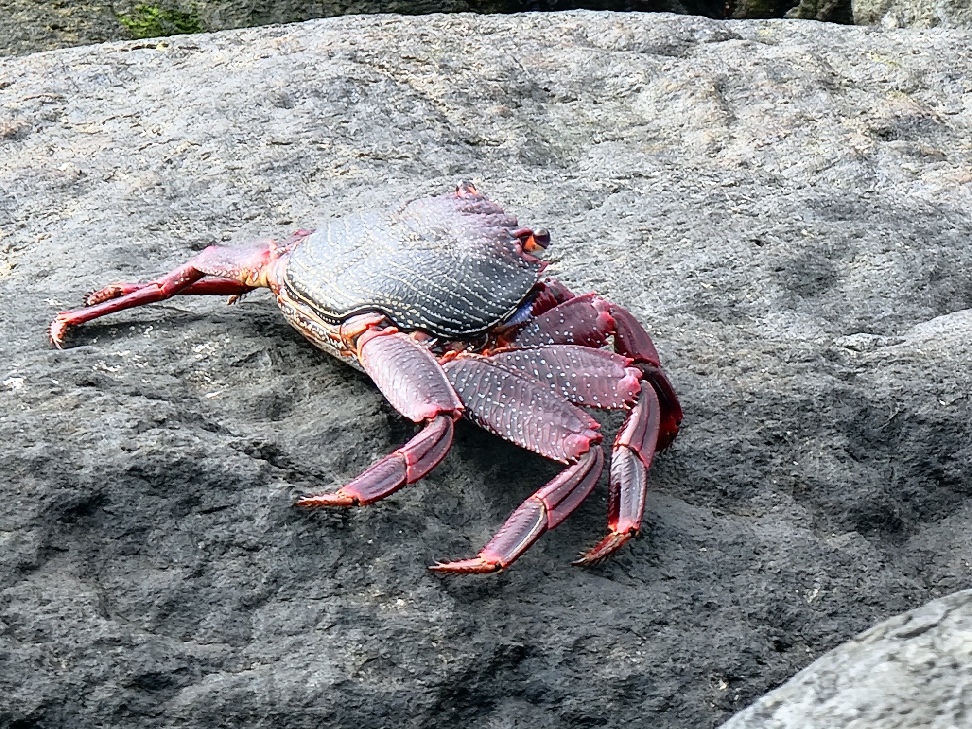 Tons of little crabs hanging out on the rocks in the harbor.