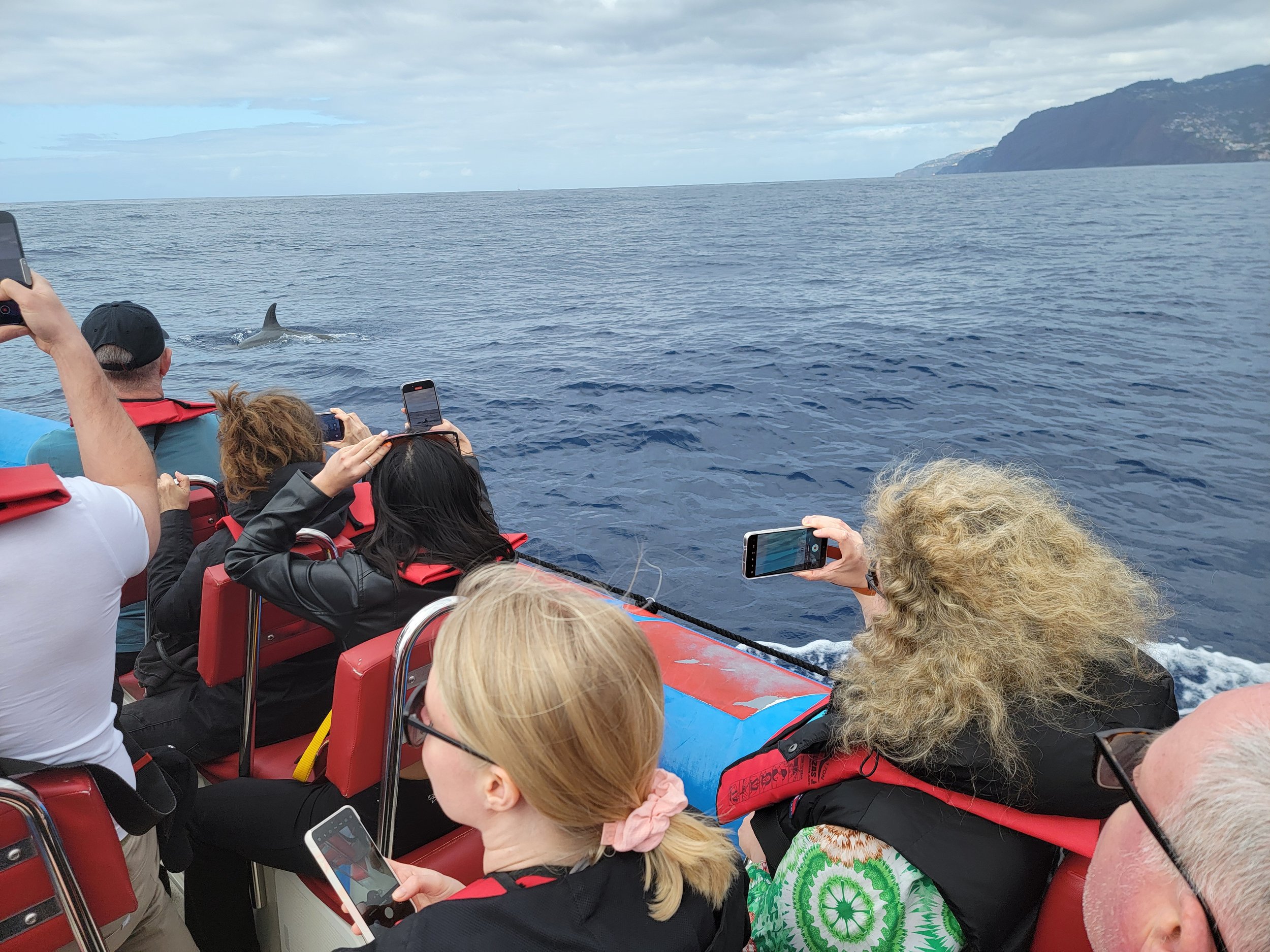 Zodiac tours are the best. Get to whales fast and you are nearest to the water and animals.
