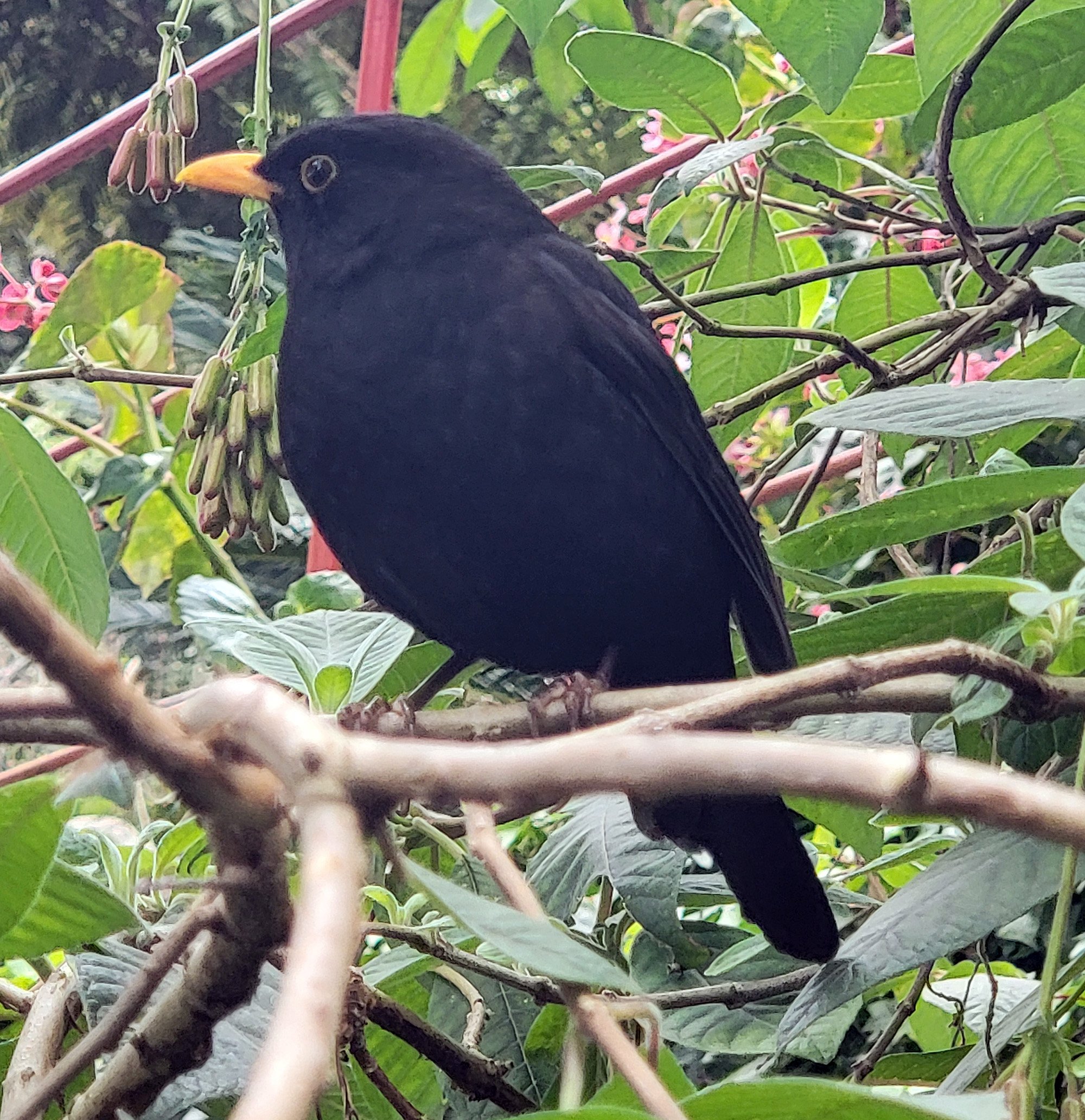 Canary Island black bird. This is their version of the American Robin. You know that shitty bird that's everywhere and probably displaced most of the cool birds? These are also loud.