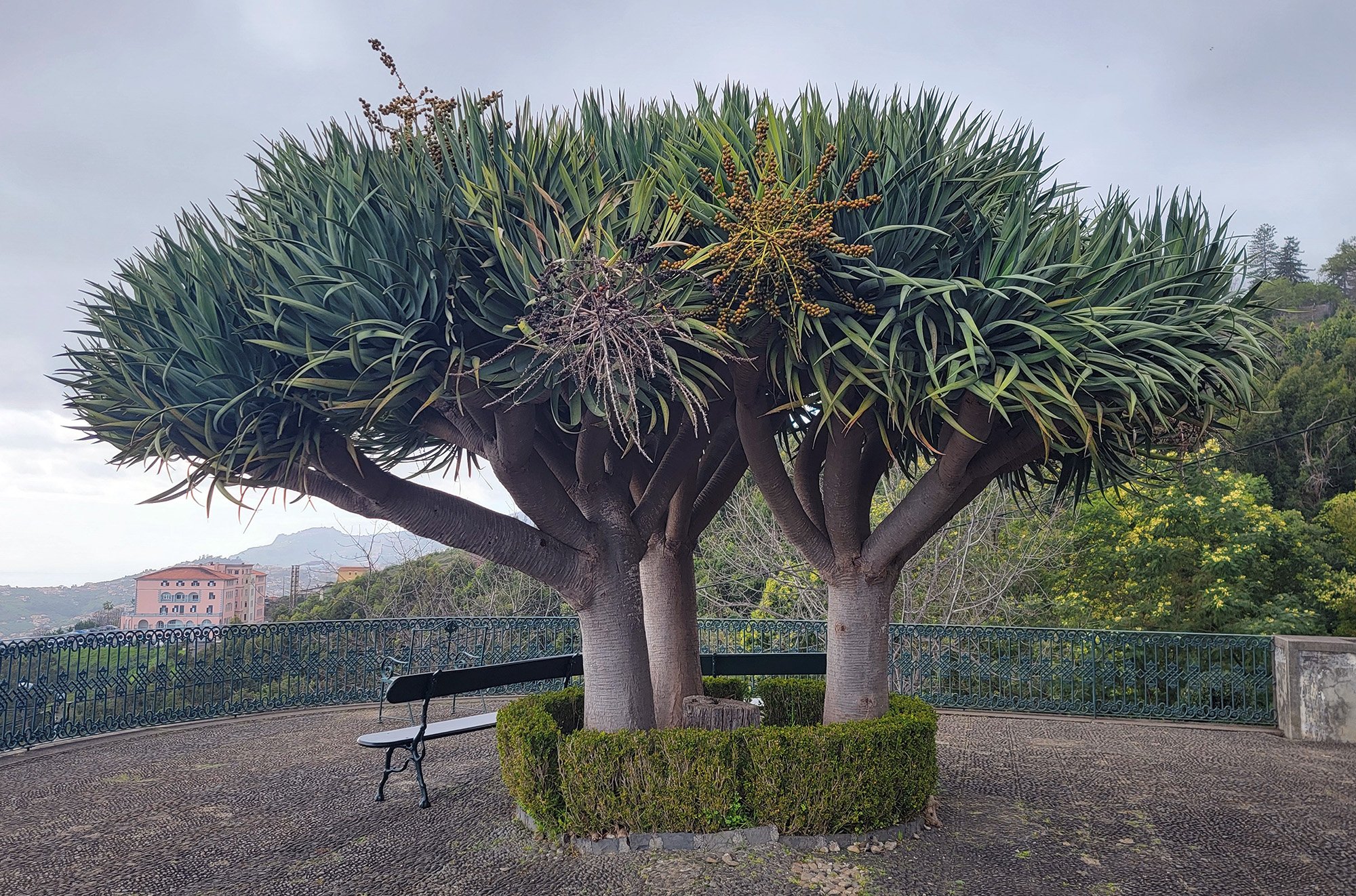 These things are called "Dragon Trees". 