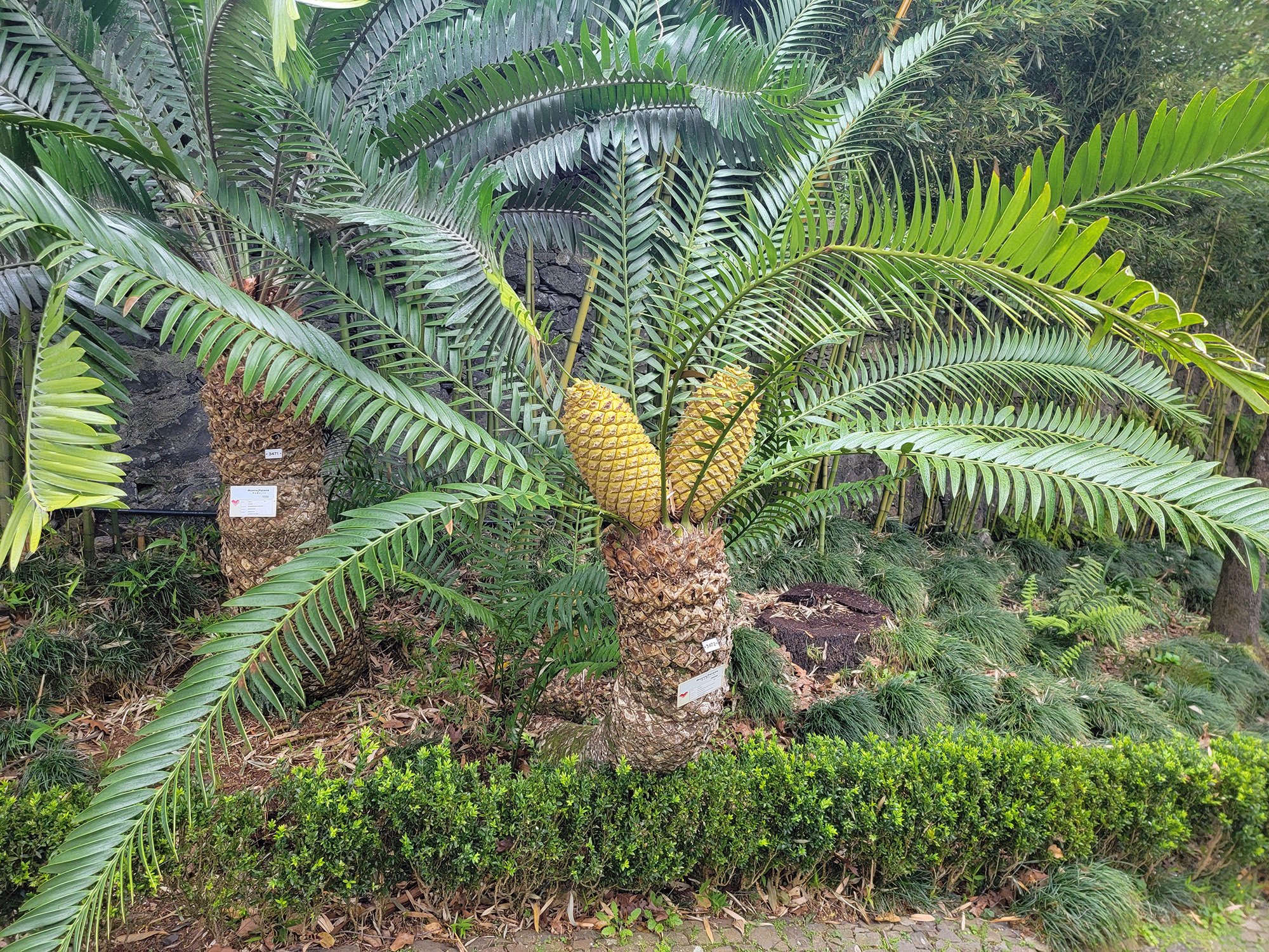 There's a section of cycads, aka dinosaur trees since these date back millions and millions of years.