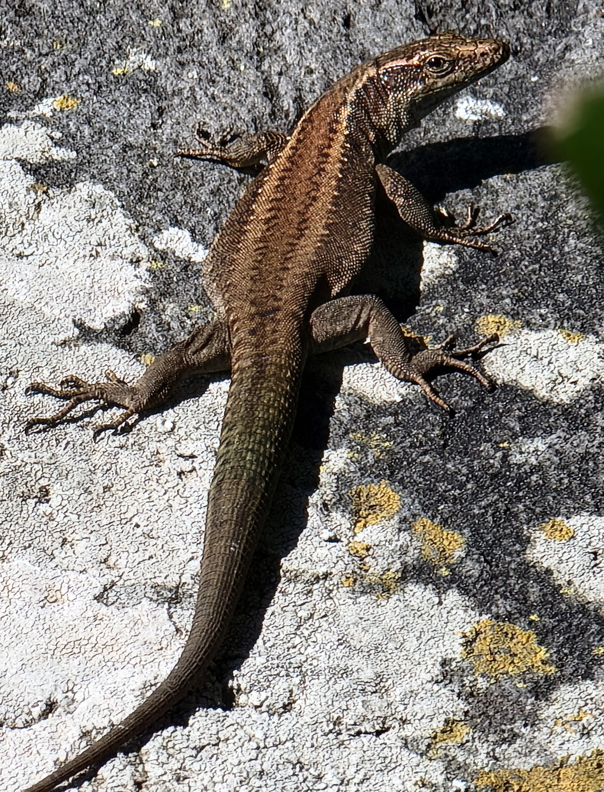 The island is infested with these tiny lizards who scurry into the bushes as you bike by. You hear leaves rustling all day.