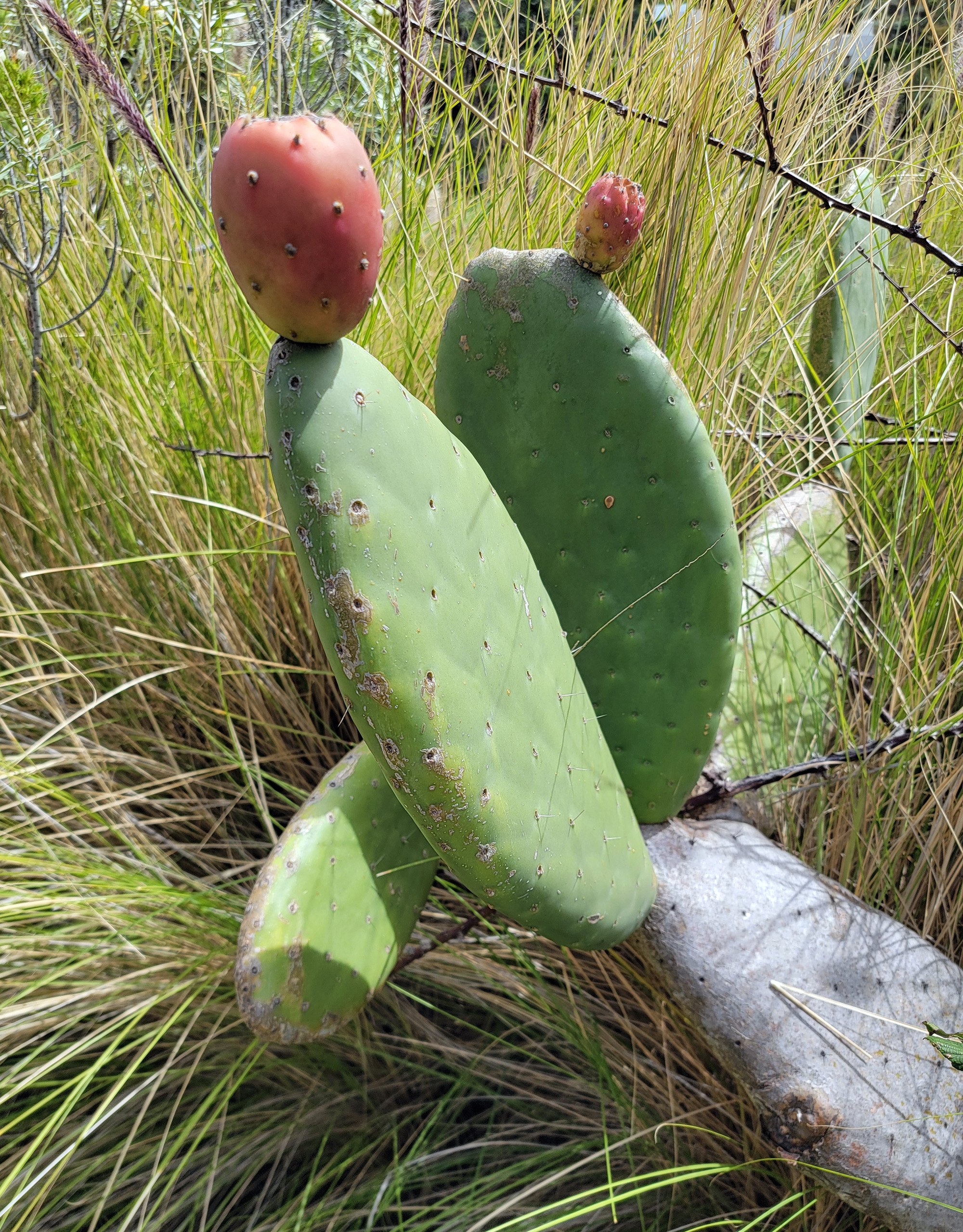 Whole island's cactus population was having a fruit fiesta. Not sure what these do to you if you eat them though. Won't try.