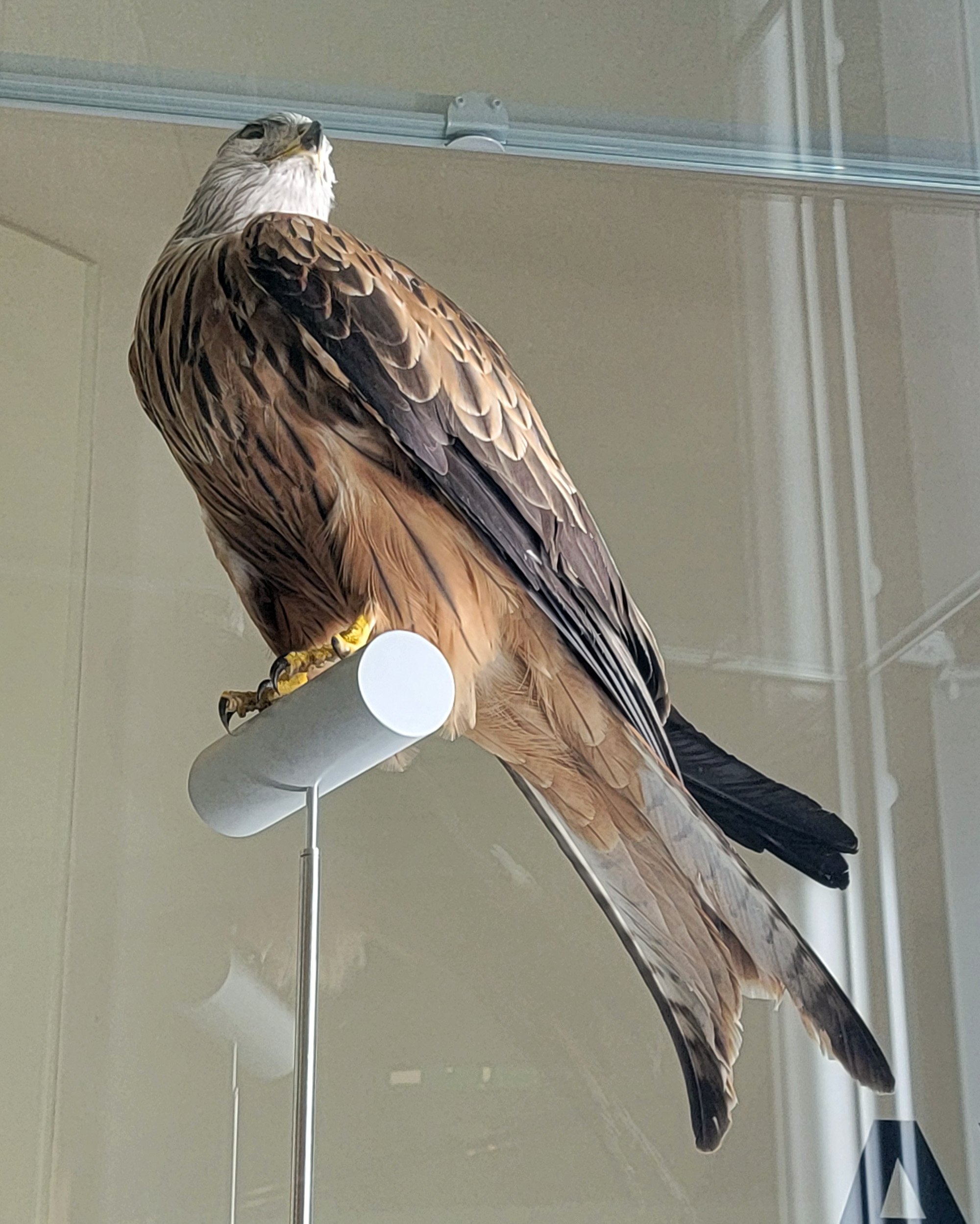 Even some that went extinct like this cool falcon : (
