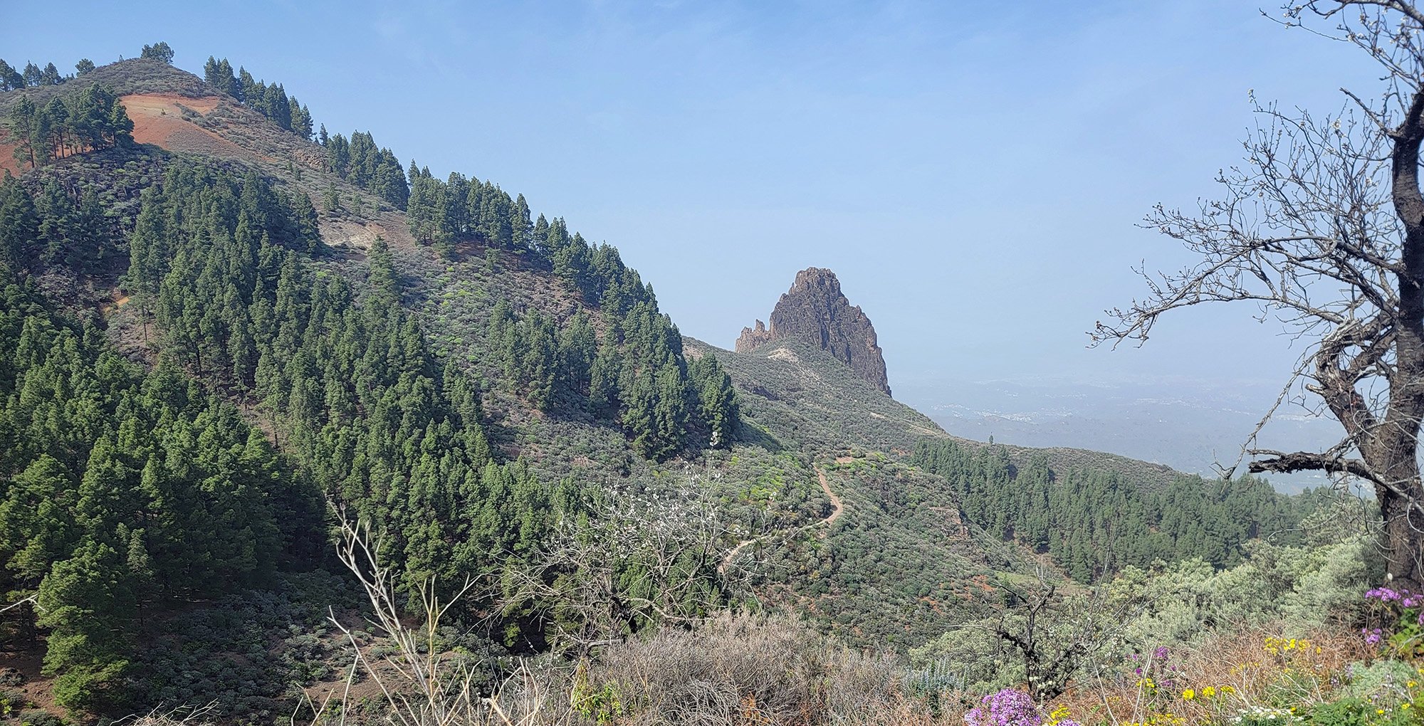 I think this one is called "Roque del Pino" located on the opposite side of the Caldera.