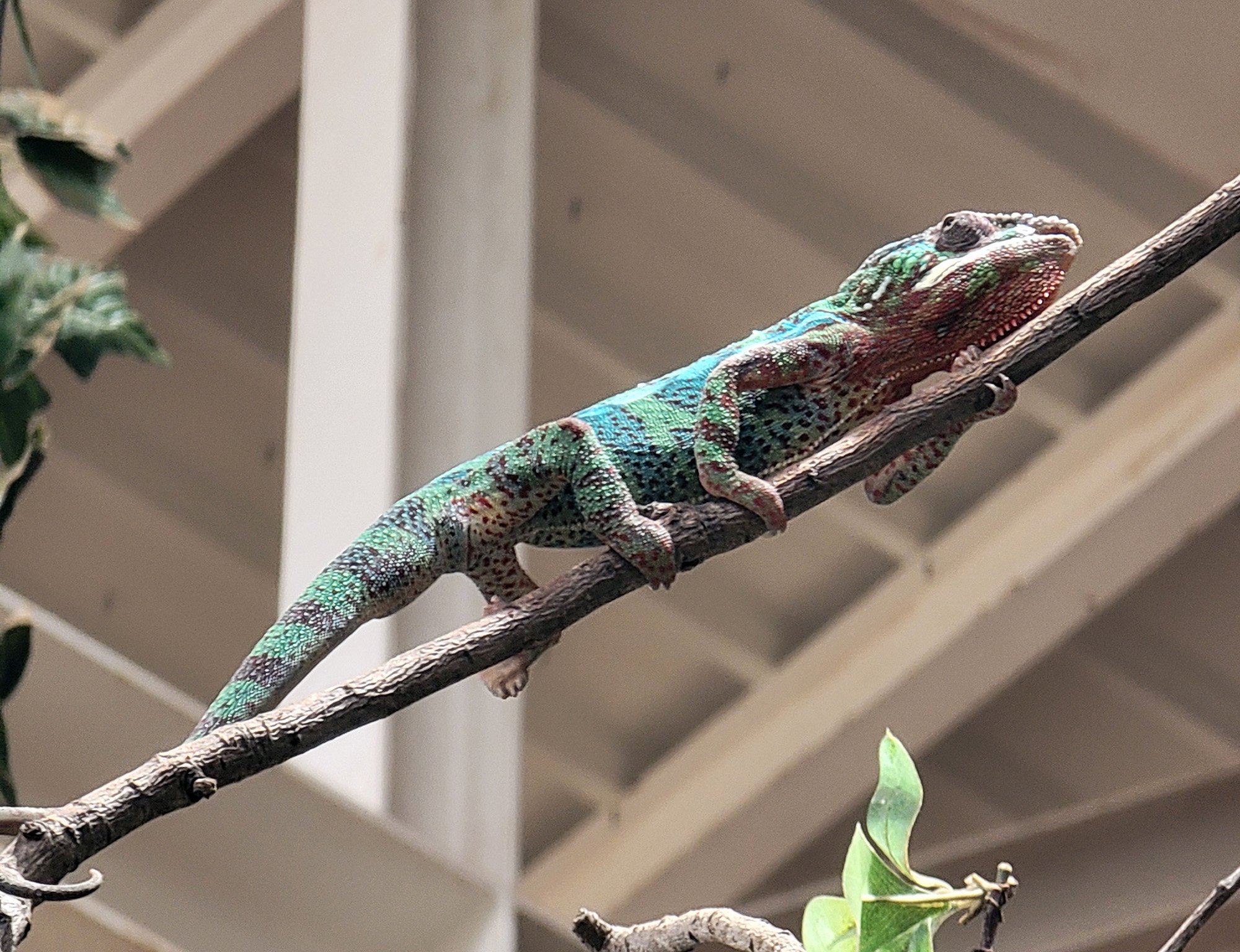 Lil chameleon hanging out.