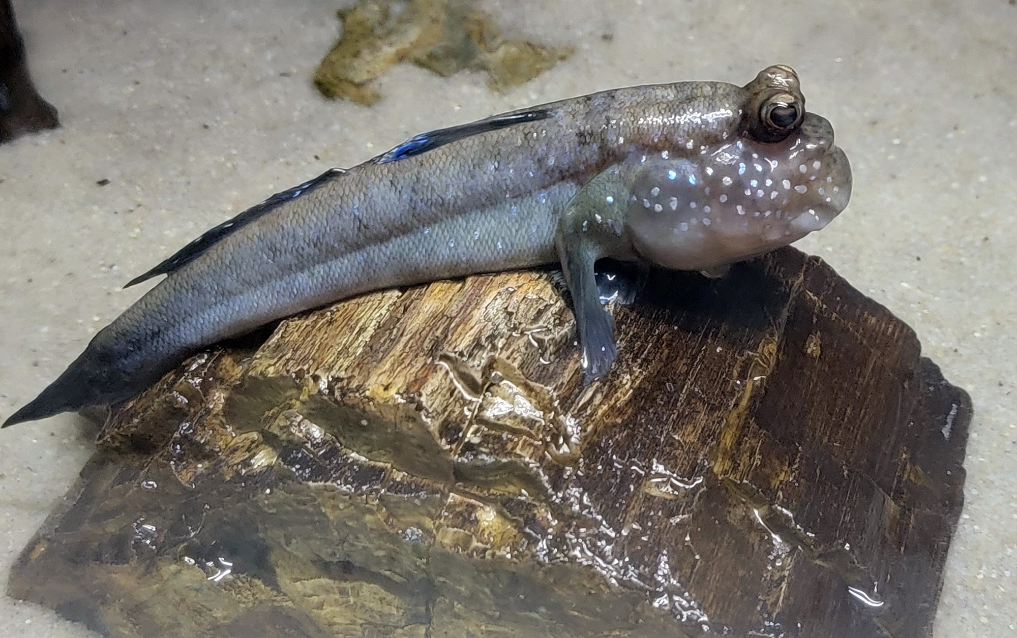 These are cool fish that can breathe air and waddle on the ground to move from a drying pond to a deeper one during dry season.