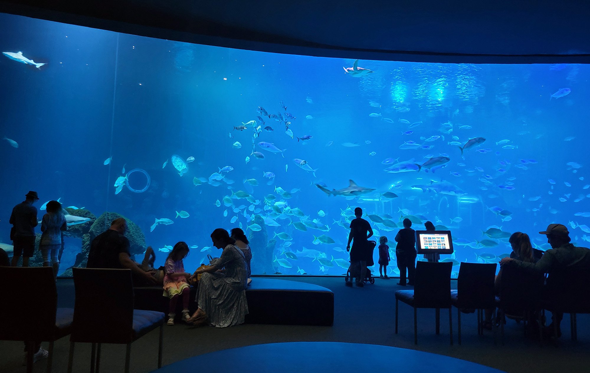 The big feature is this massive aquarium filled with sharks, rays and large fish of all sorts.