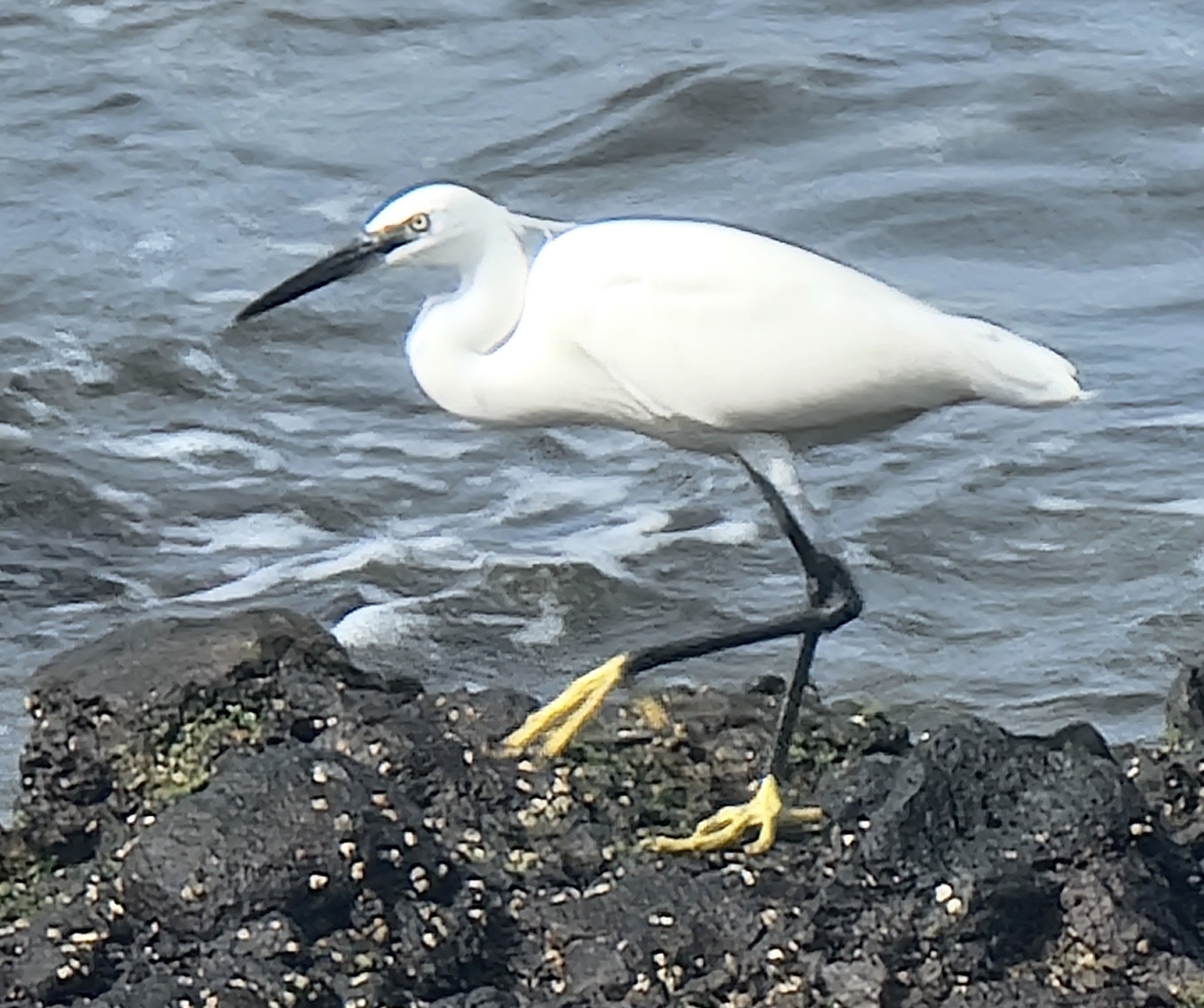 Los Christianos is the tourist epicenter of Tenerife. Here's a white egret to add to my bird collection.