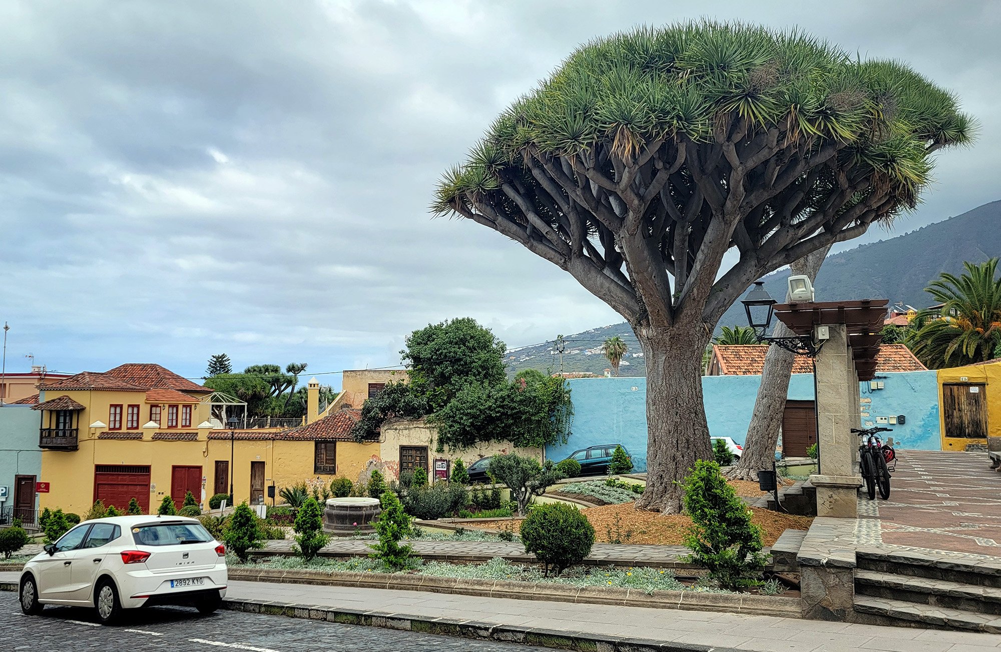 A really nice Dragon Tree ( Dracaena draco ) sitting in a town square. These things are so cool.