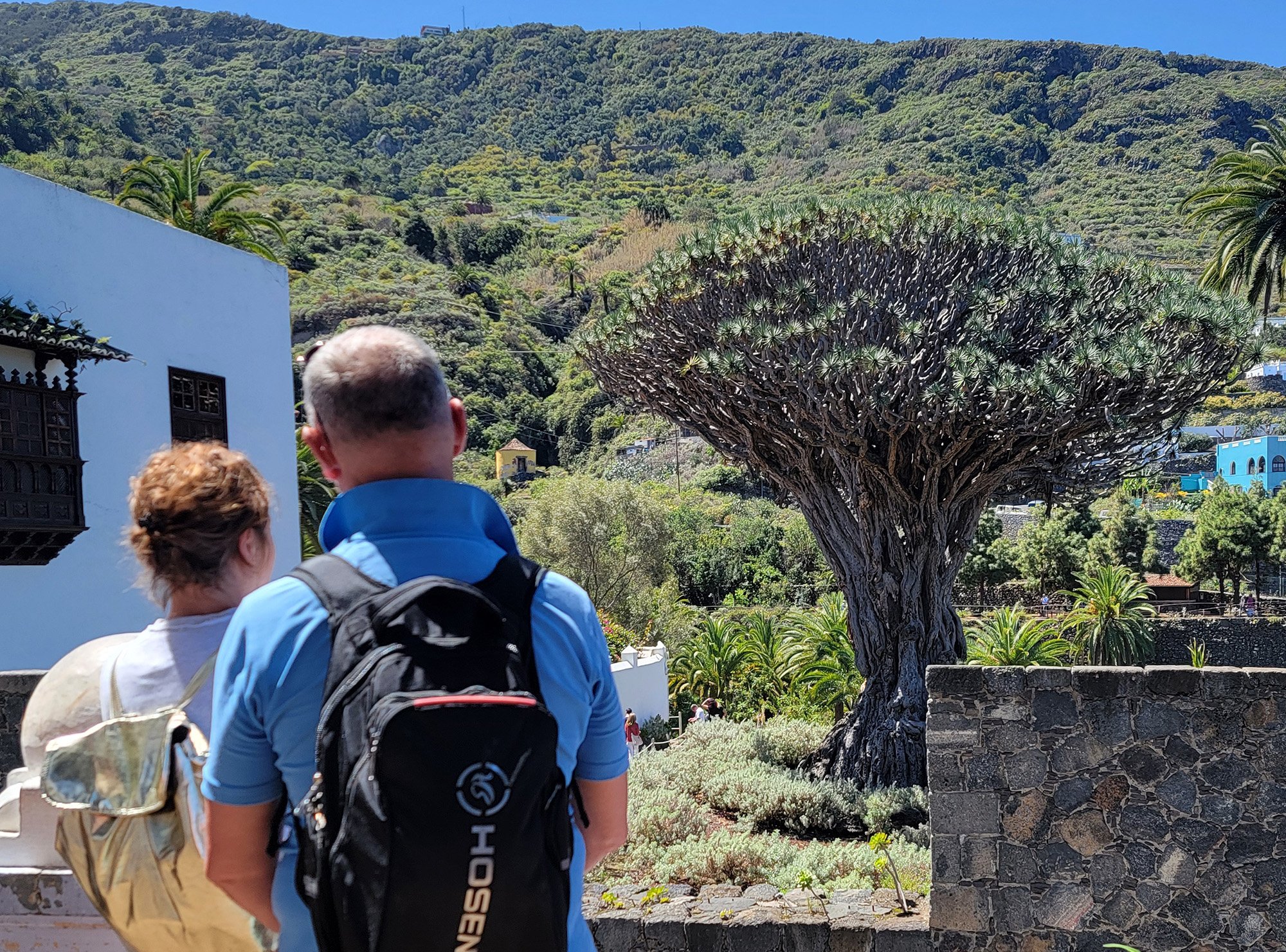This is some kind of special Dragon Tree in a small town about 20km from Puerto de La Cruz. 