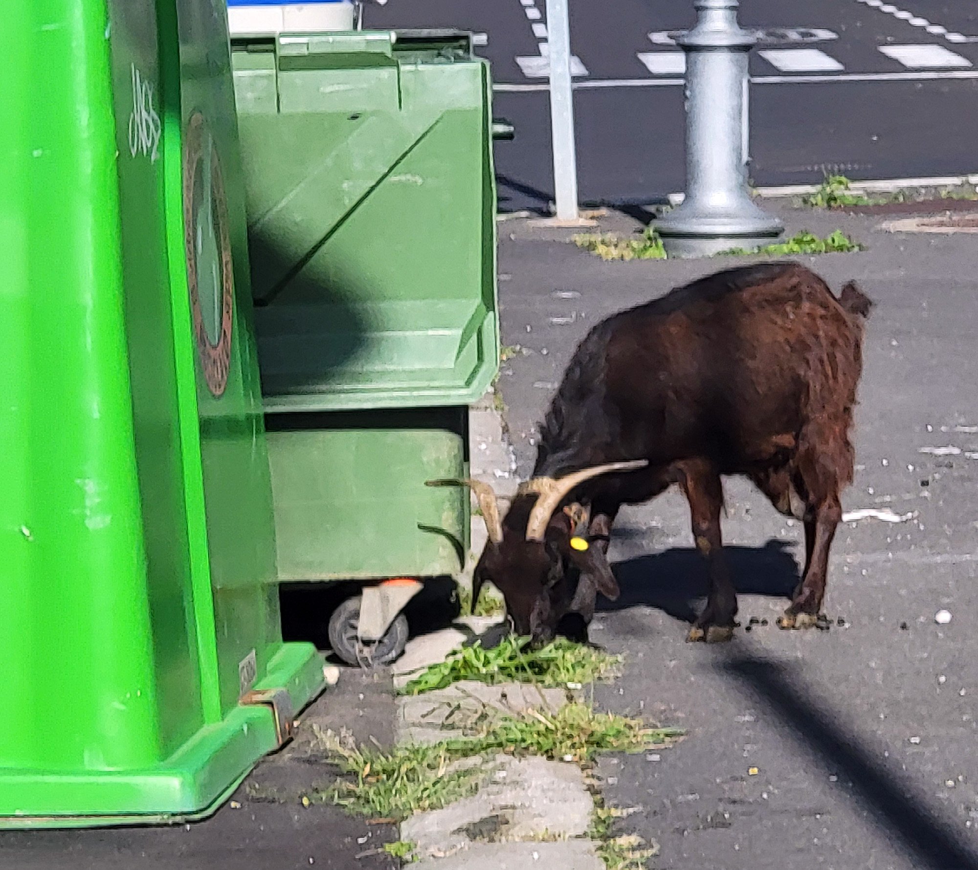 Back to town and the goat team had moved! This one was nibbling near some delicious trash to add refined aromas to its expensive artisan cheese.