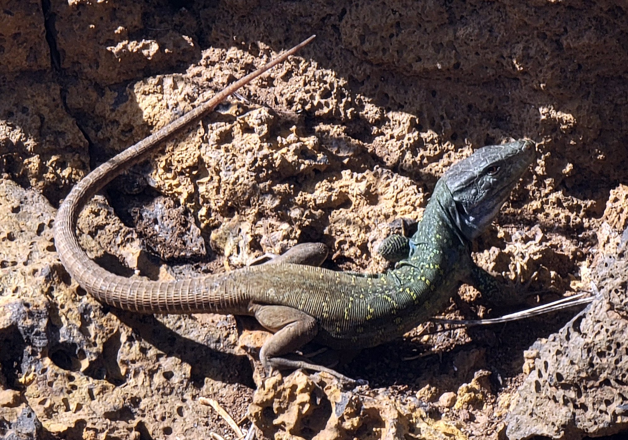 These guys are called "Tenerife Lizards". They are "the world's largest wall lizard". So like 8 inches.... 