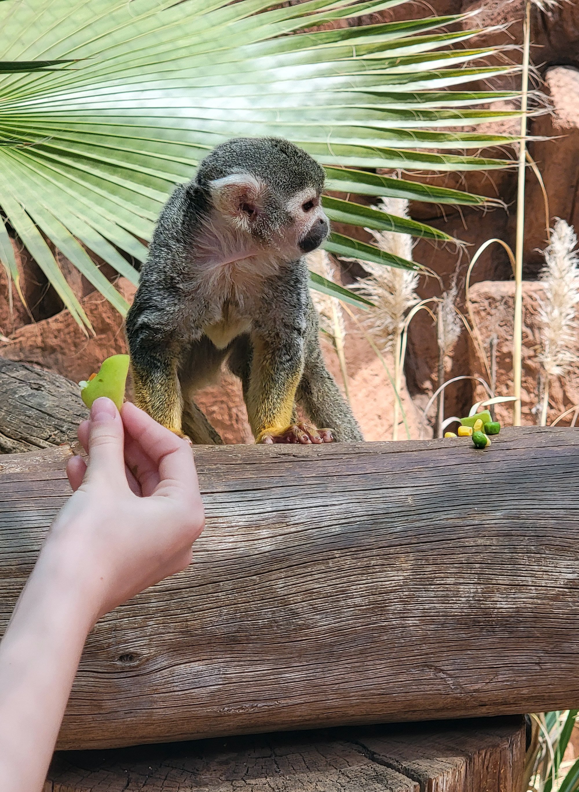 Then you get to the real monkeys. Most are behind glass but some you can feed.