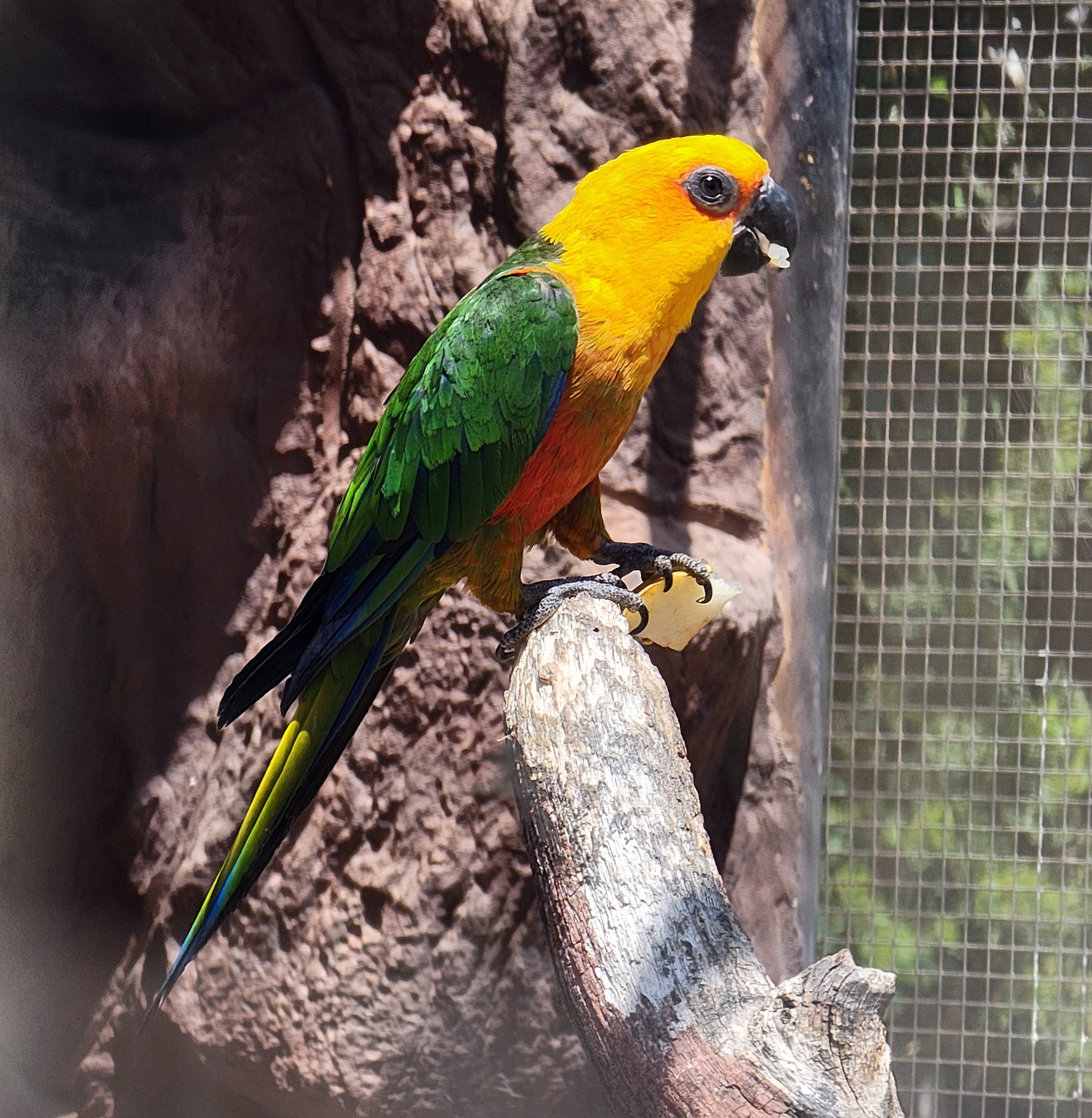 They also have many tropical birds, lizards and snakes from around the world.