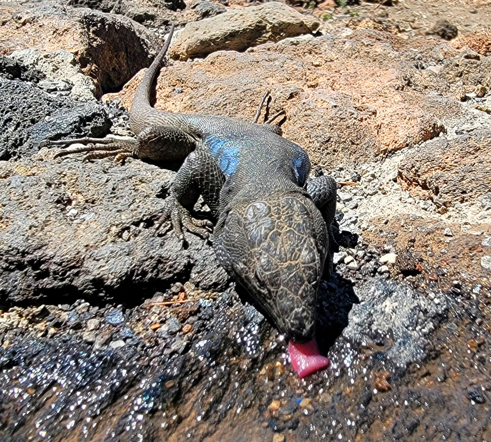 Little Tenerife lizard sipping from  a puddle on a rock wall. Tourists feed these ones so they don't skitter away instantly when they see you.