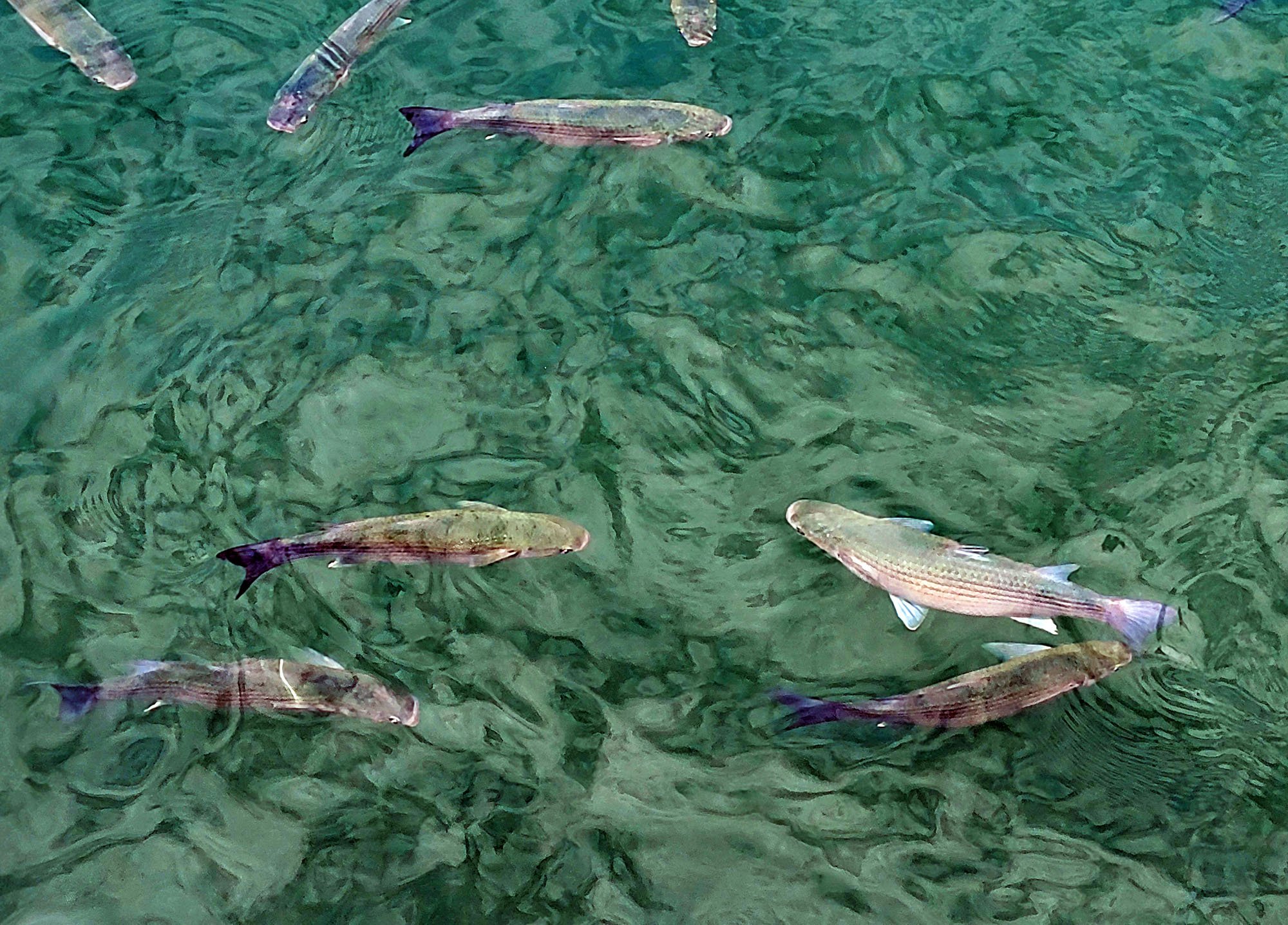 Tons of these Mullets swimming around the harbor. I think the tourists throw food scraps at them.