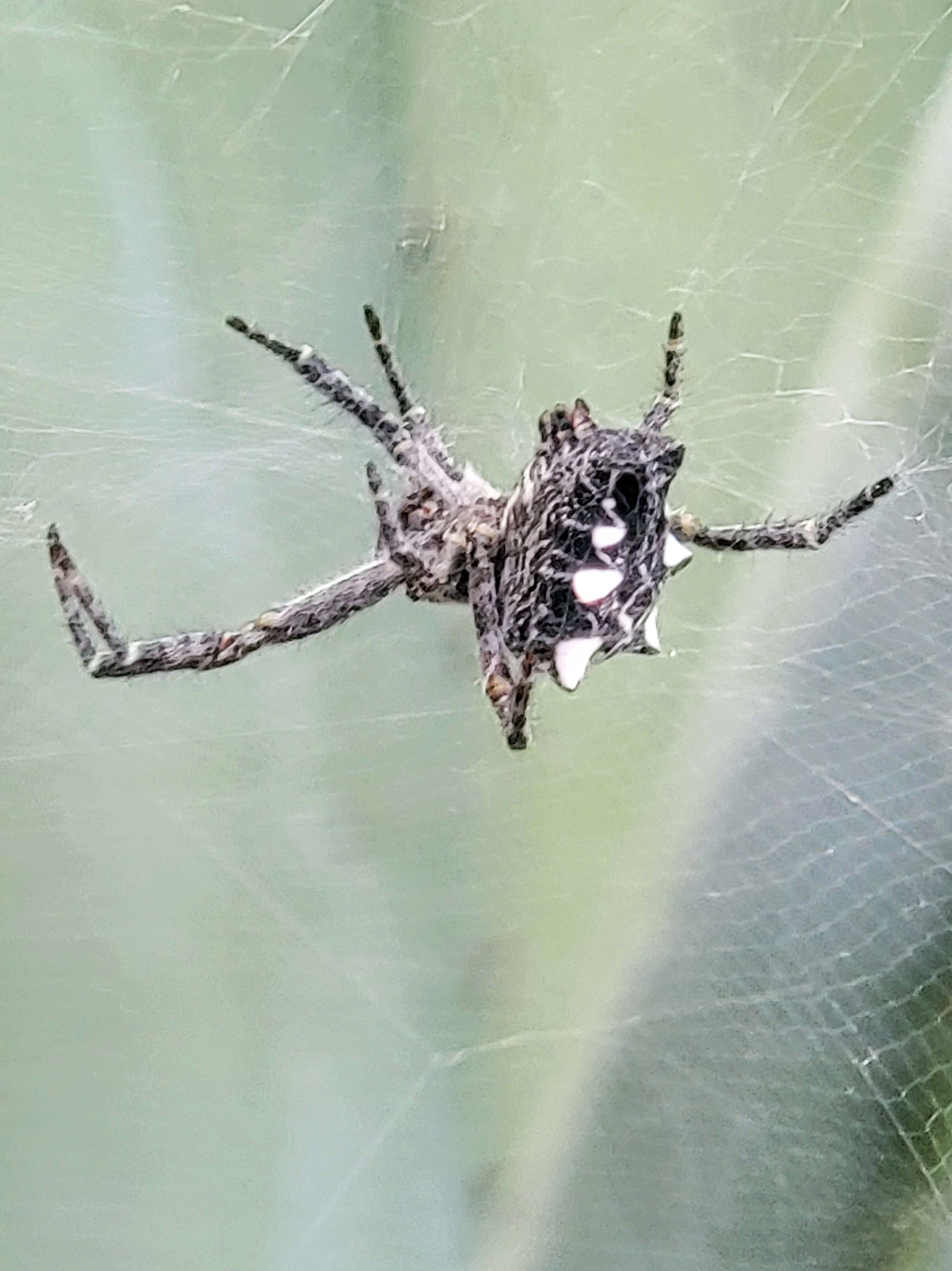 Sometimes if you actually stop biking and look at something else, you can enjoy actual non-landscape nature! Like this Tropical Ten-Web-Spider living in the cactus