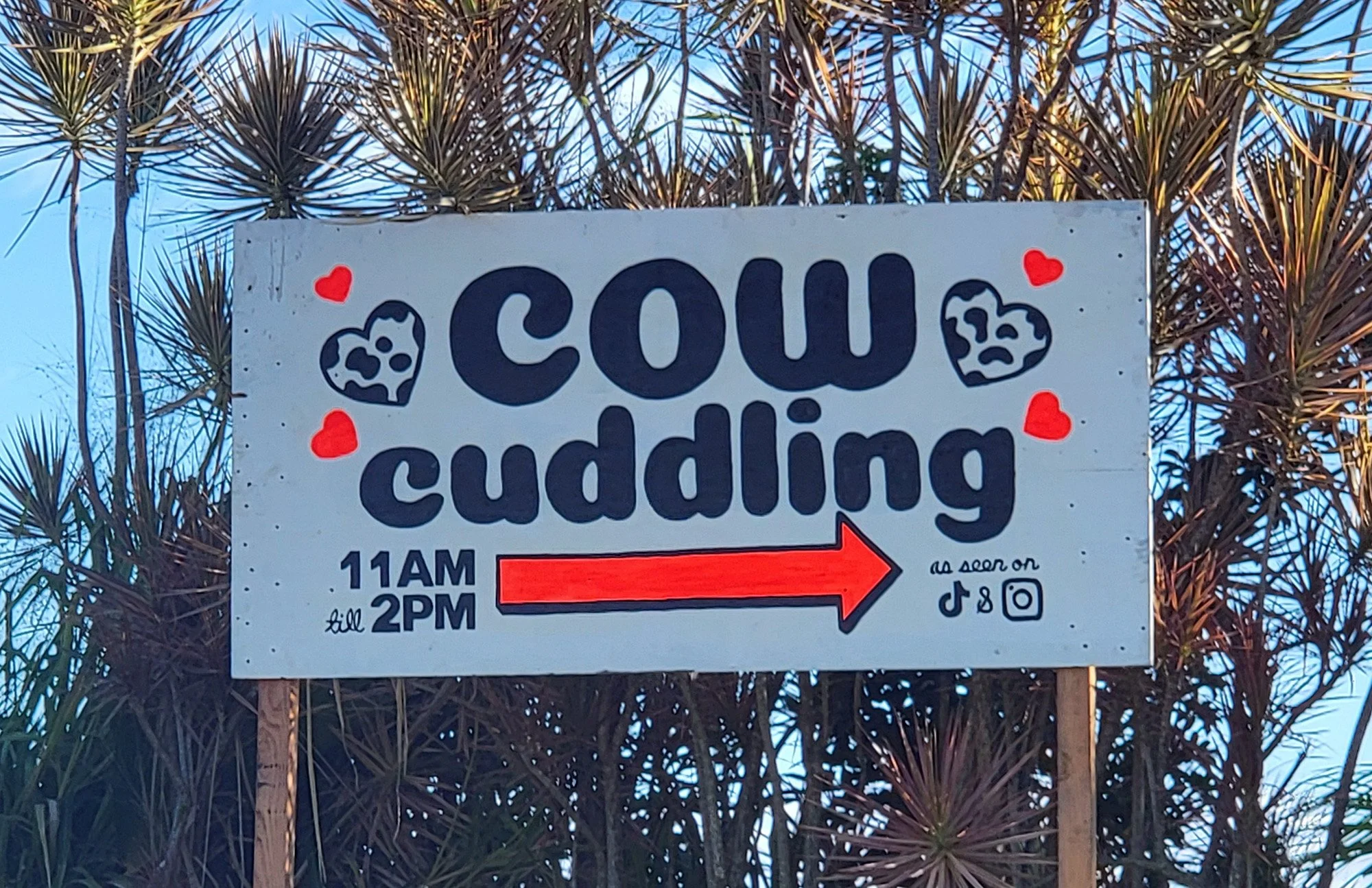 There's some kind of farm/petting zoo near Akaka falls. Can I bill my insurance for this "cow therapy"? Lol insurance I don't have that.