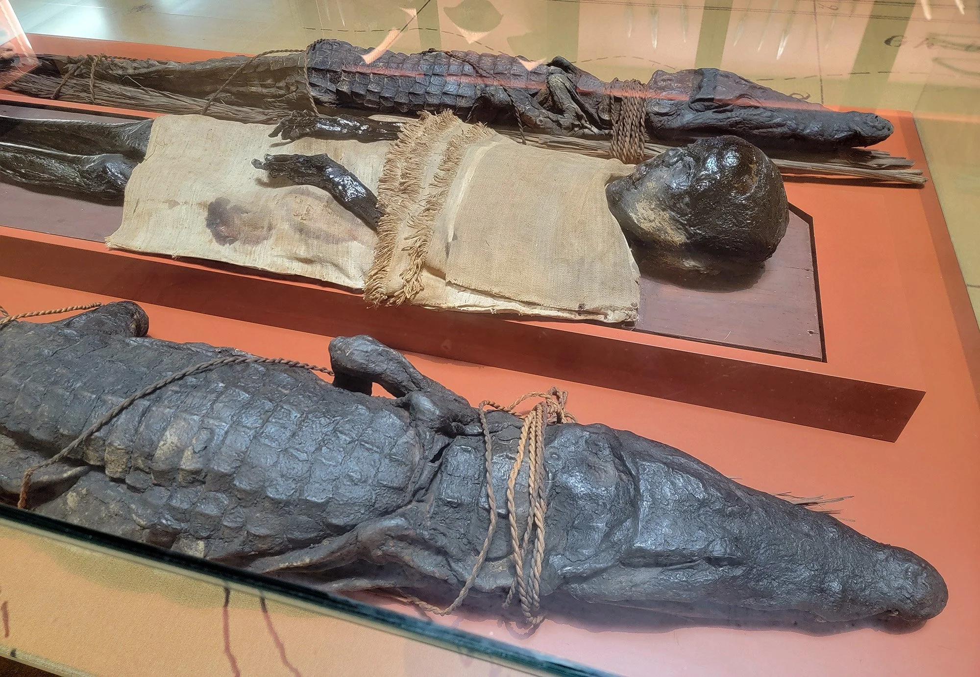 Crocodile mummies alongside and actual mummy.