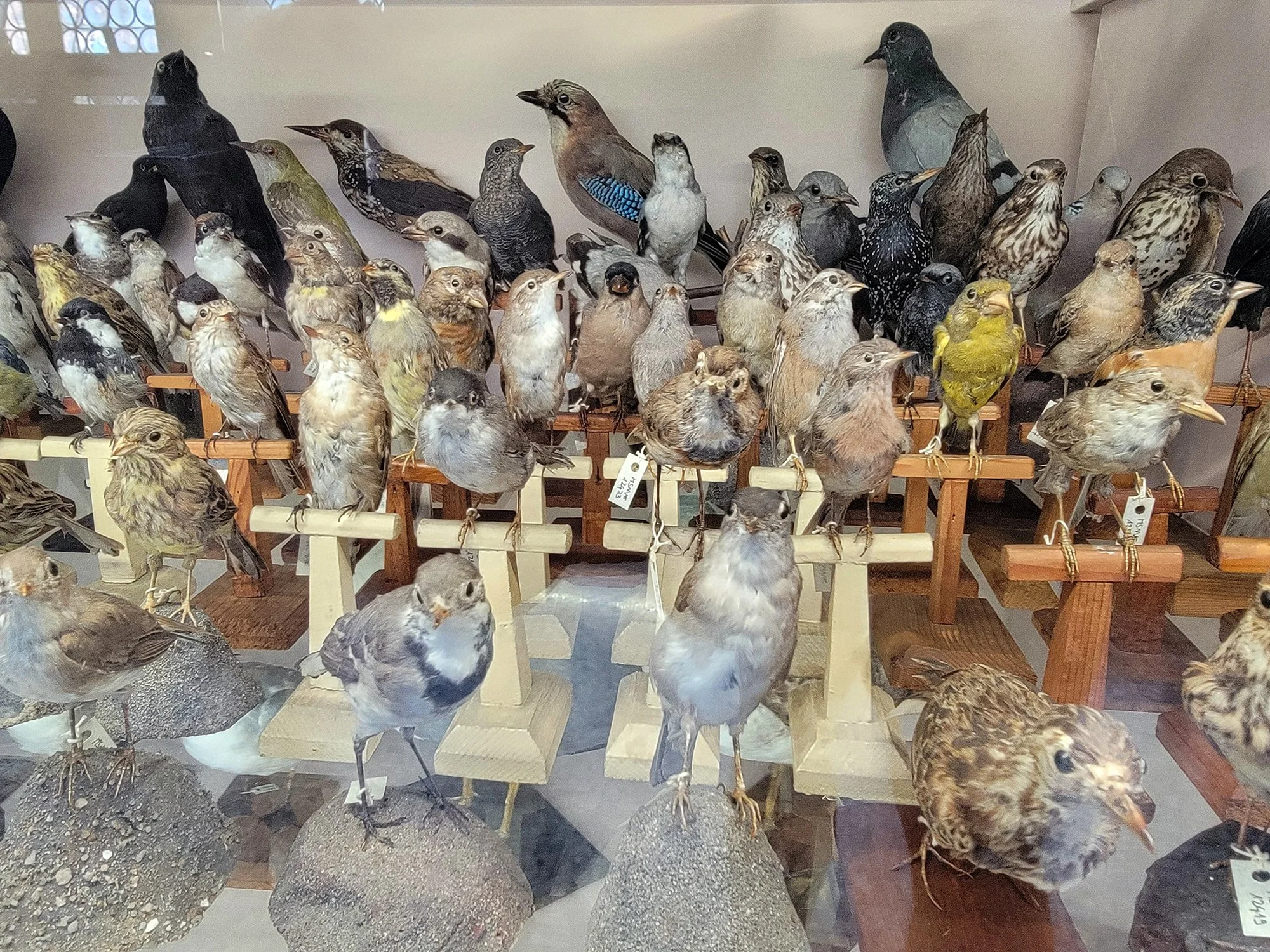 I really mean it, they have every bird, mammal, amphibian, fish, reptile... Lot of these are getting old though