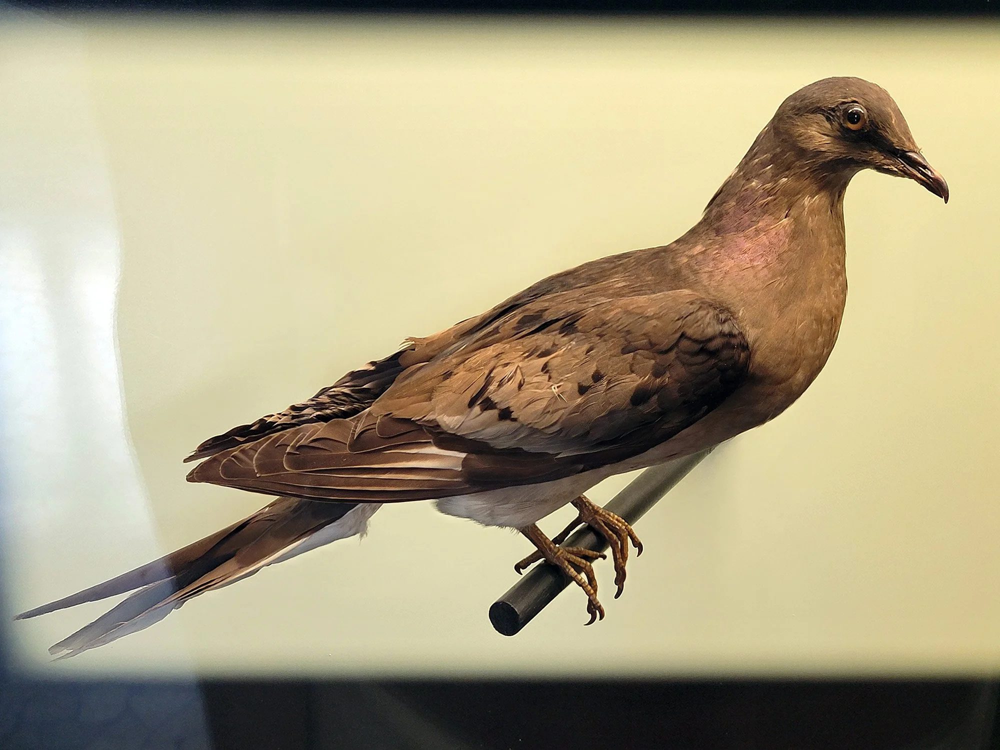Voyager pigeon, now extinct after people ate tens of millions of them