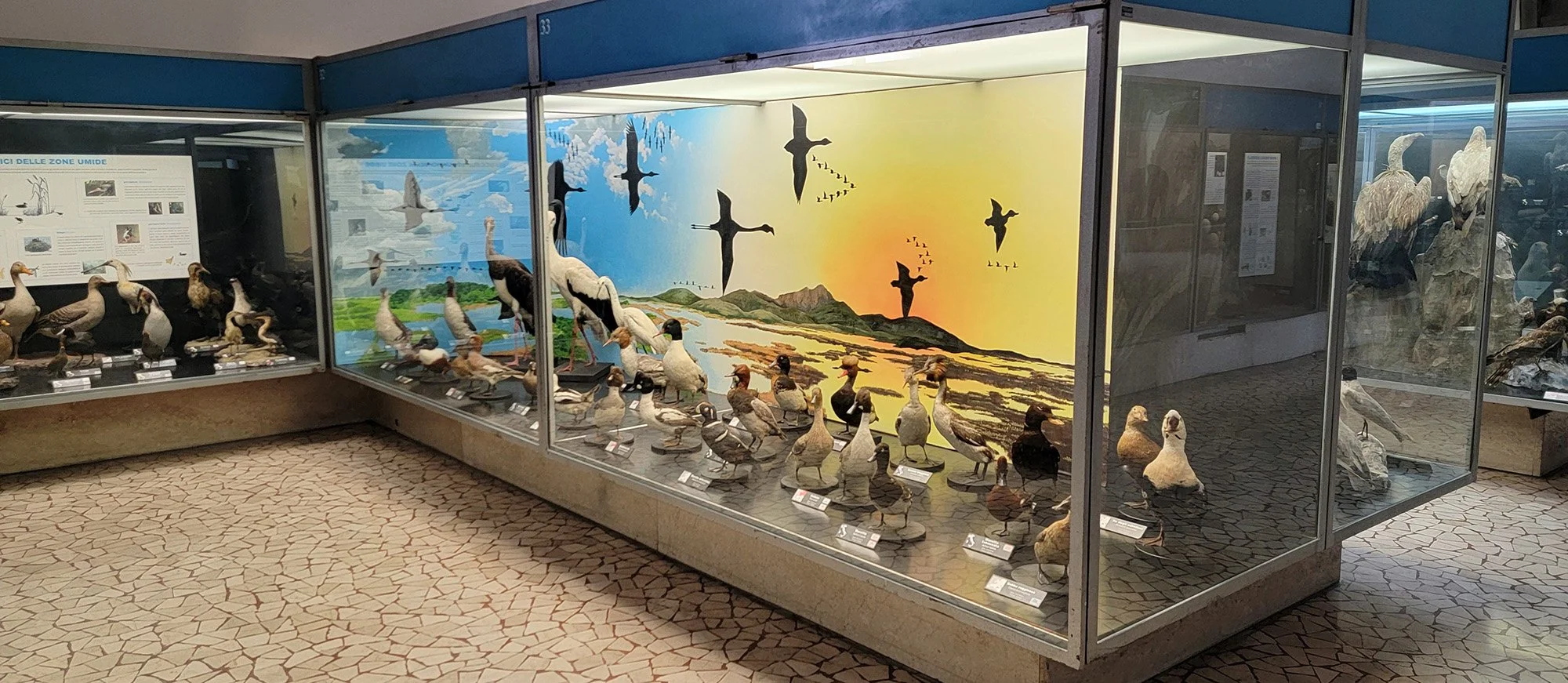 Vast collection of all the birds